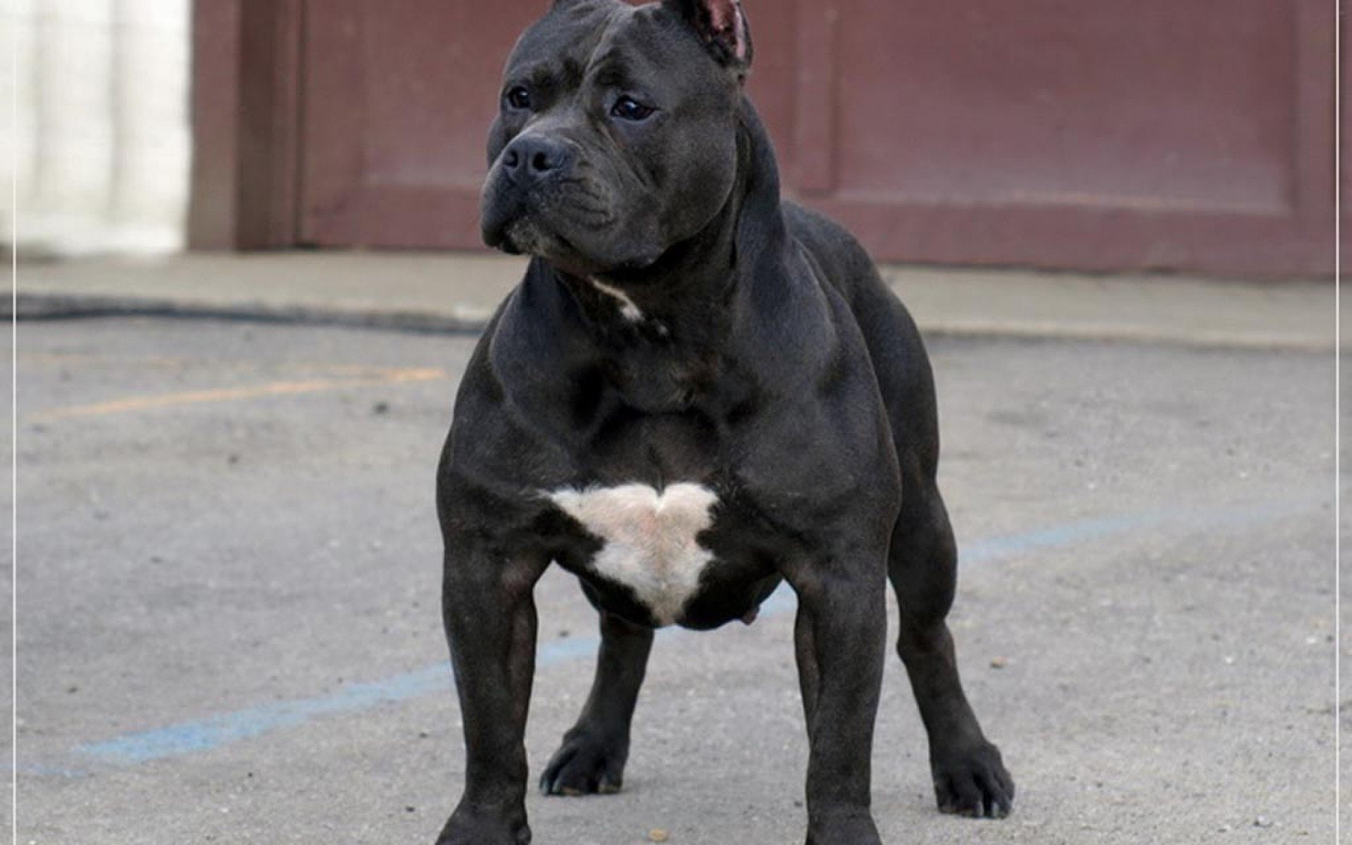 animal, pero, vertebrate, mammal, pitbull, full length, canine, no people, domestic, looking, looking away, 1080P, city, Canino, day, pets, one animal, HD Wallpaper