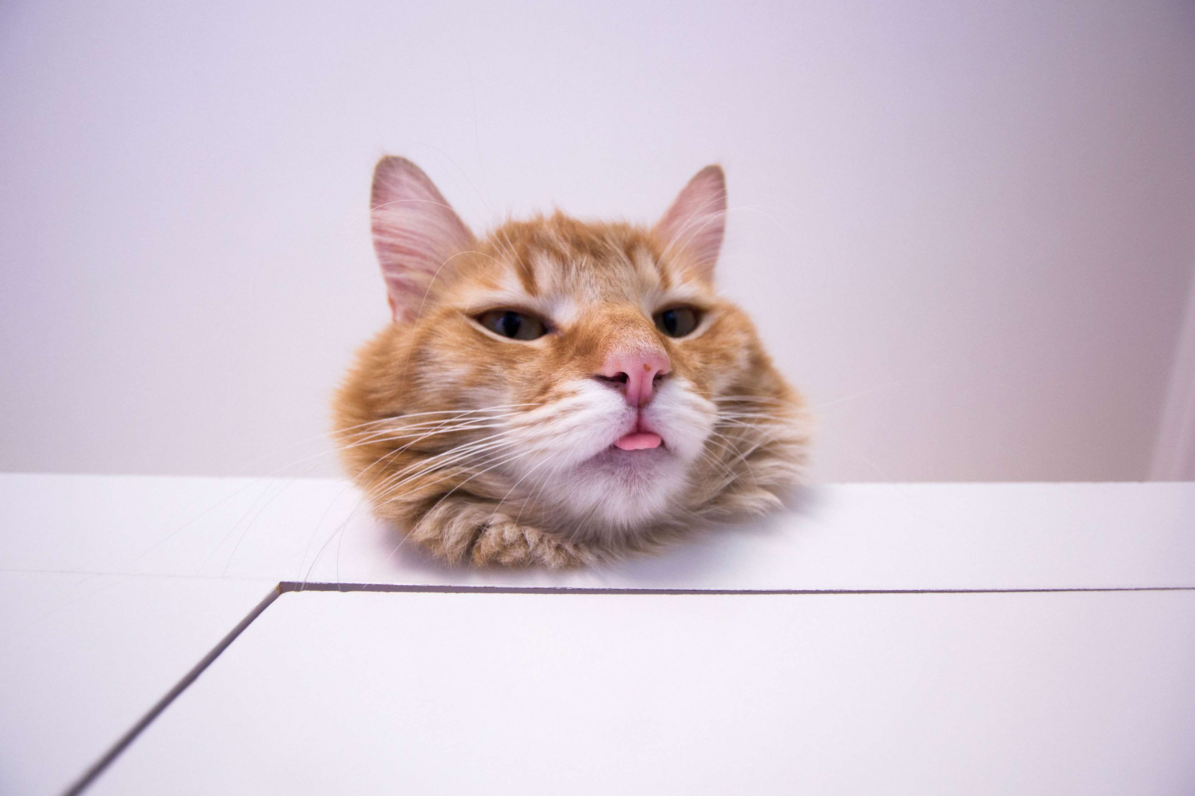 domestic animals, gato, domestic, looking at camera, ginger cat, pets, whisker, no people, 4K, fun, bigcat, maine coon cat, portrait, pink color, mammal, HD Wallpaper
