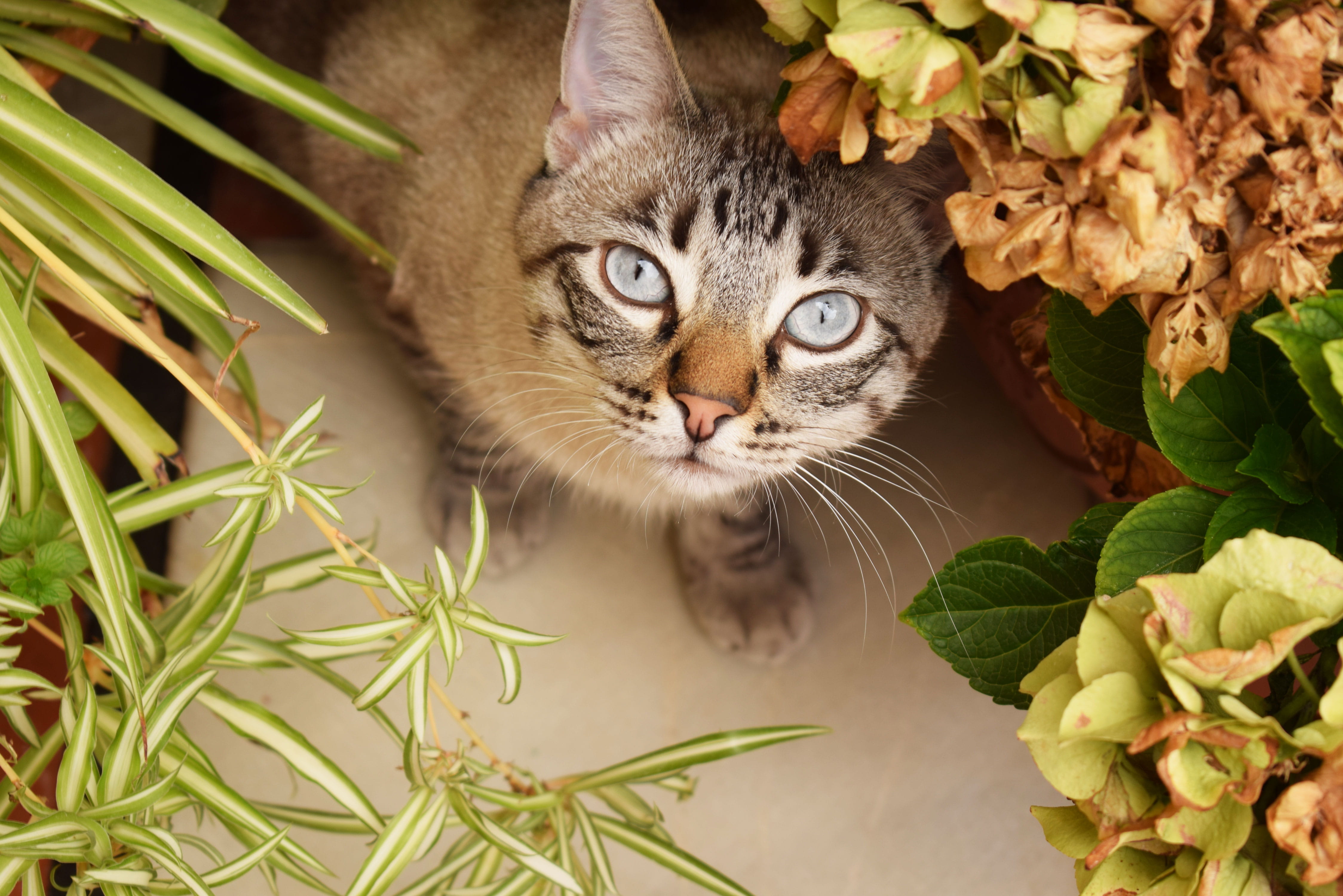 one animal, plant, ojos, gato, tabby, animal head, plant part, jardín, domestic cat, leaf, cat, animal, animal themes, domestic, feline, domestic animals, HD Wallpaper