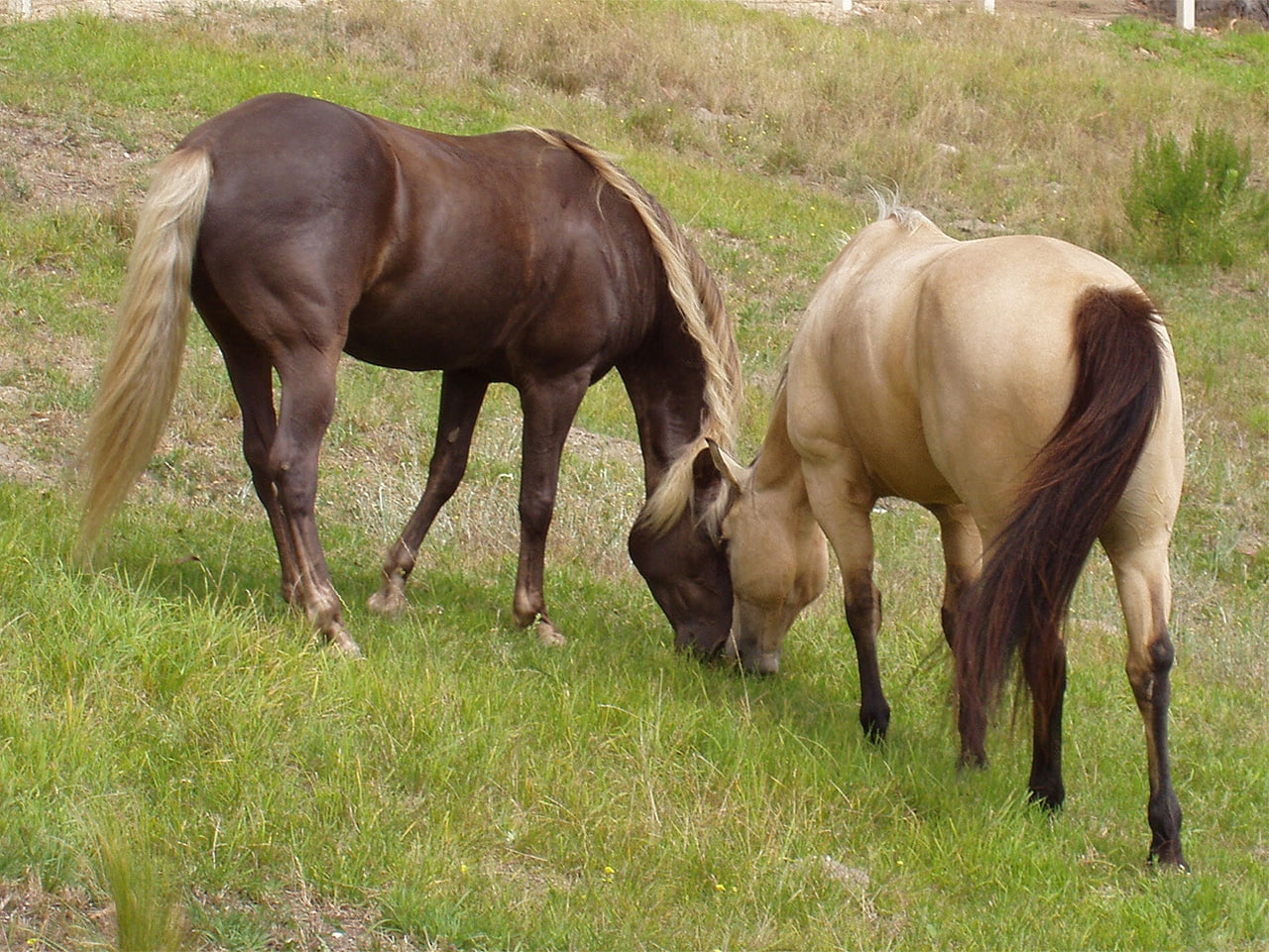 hd, animals, horses, 720P, cavalos, horse, two, HD Wallpaper