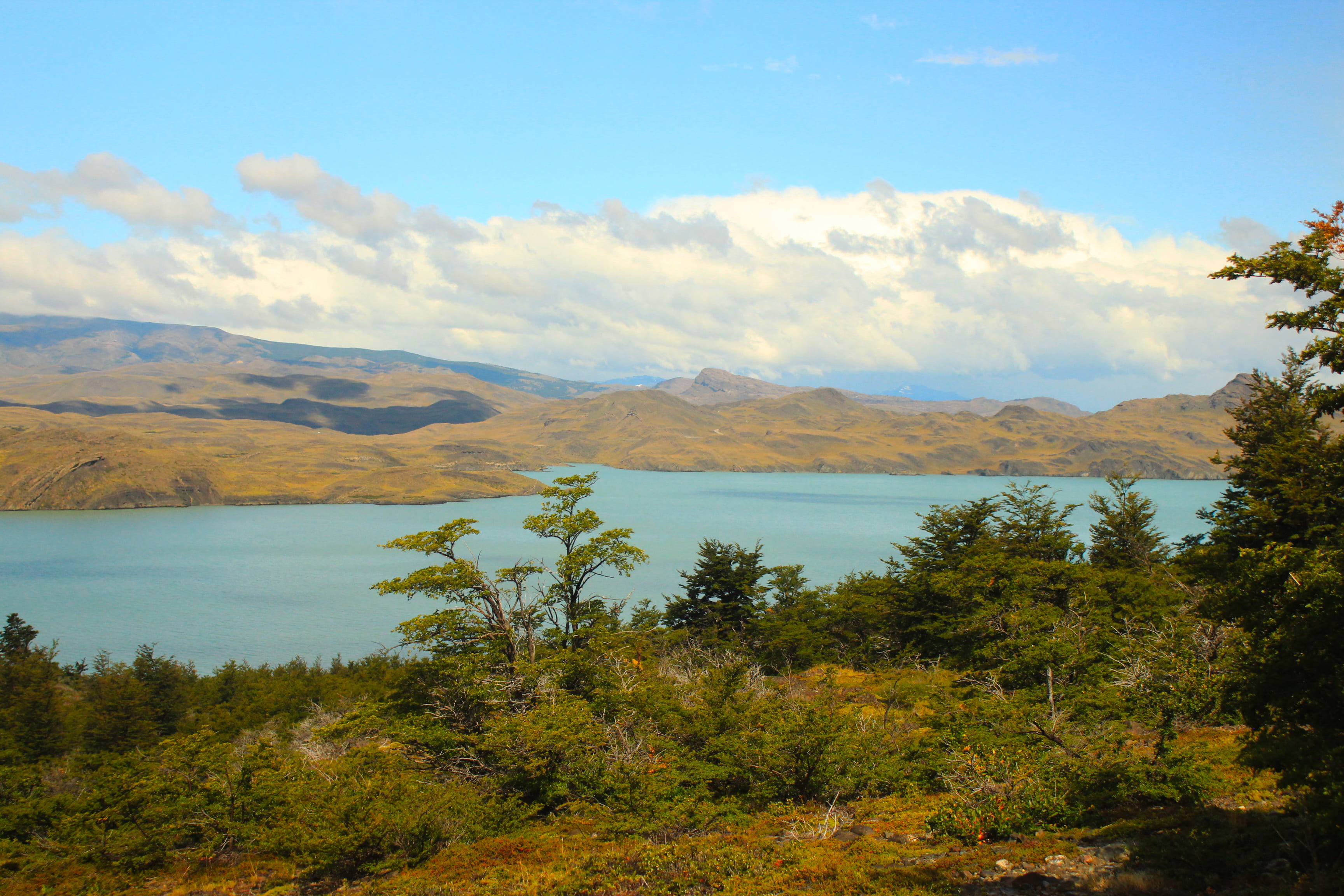 lago nordenskjöld, 2K, tree, water, biodiversity, biodiversidad, mountain, naturaleza, body, plant, non-urban scene, outdoors, growth, torres del paine, HD Wallpaper