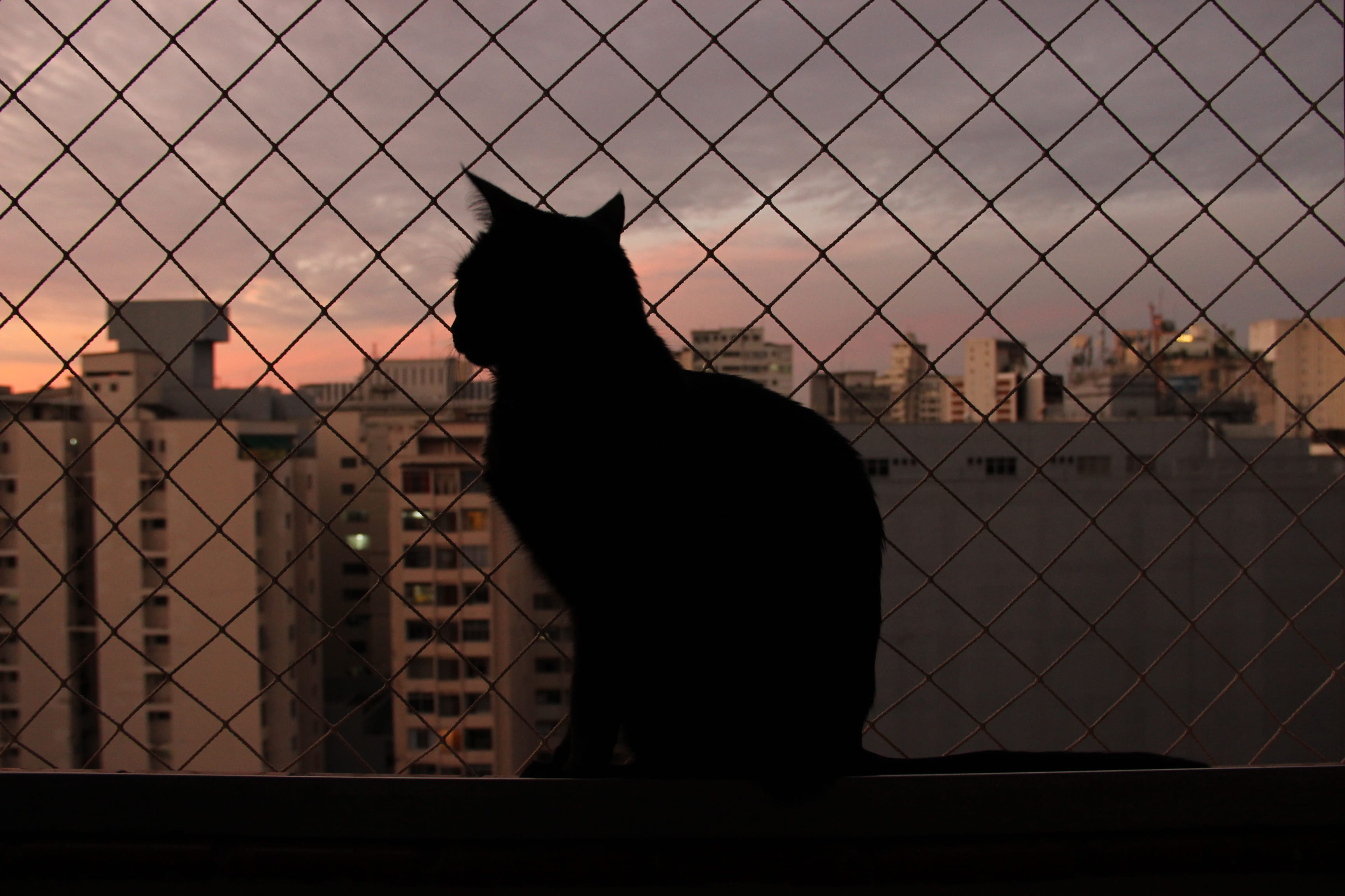 sunset, city, domestic animals, belo horizonte, sky, cat, outdoors, domestic cat, vertebrate, domestic, barrier, architecture, 2K, urban, blackcat, mammal, HD Wallpaper