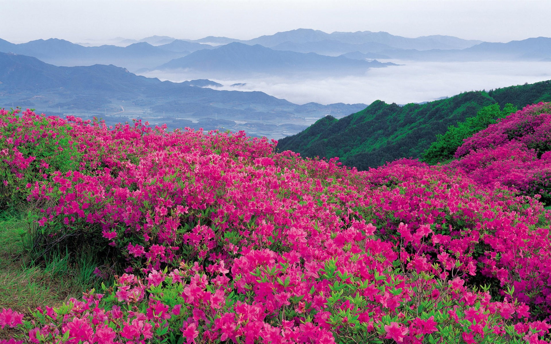 wonderful nature  1920x1200, 1080P, HD Wallpaper