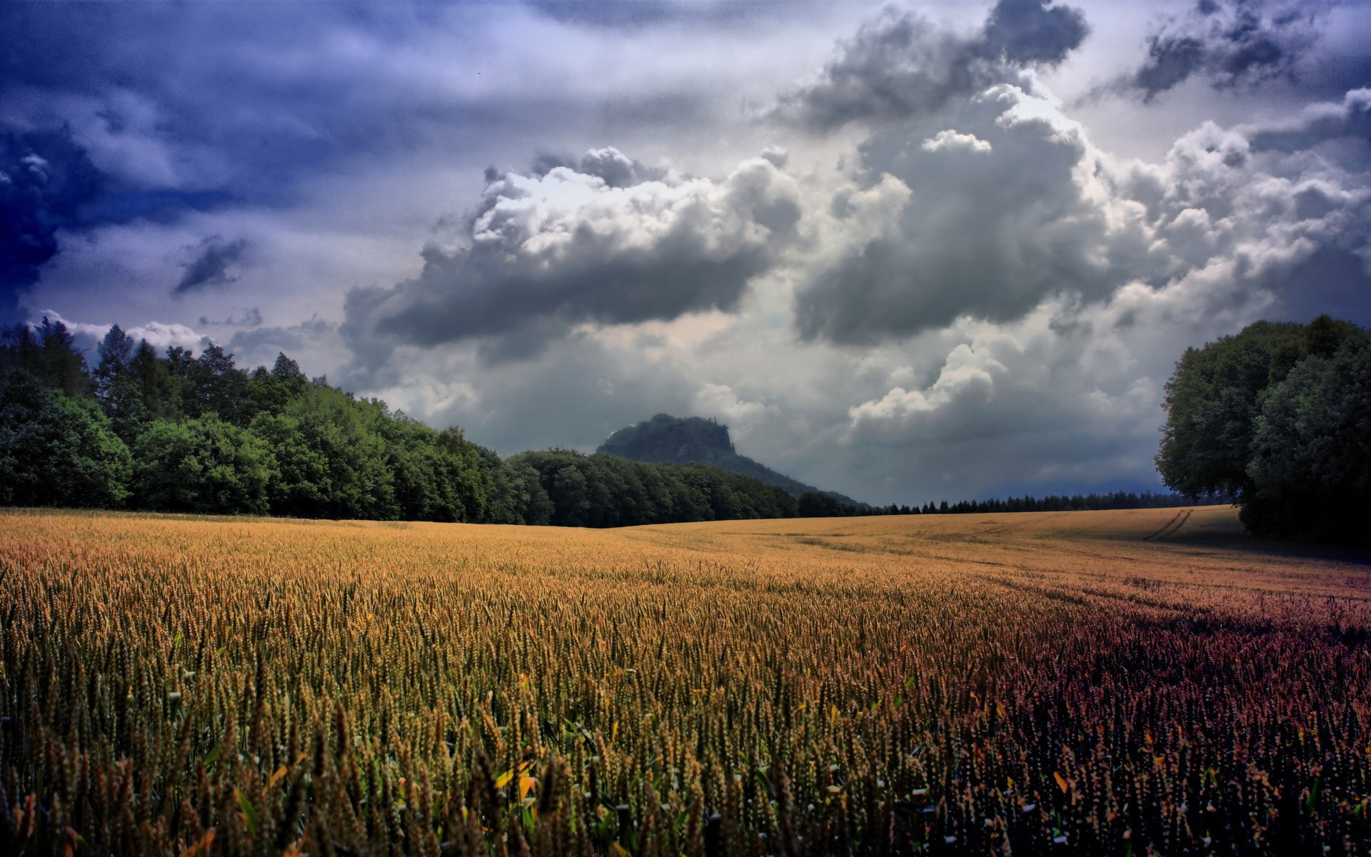 1080P, wonderful nature  1920x1200, HD Wallpaper