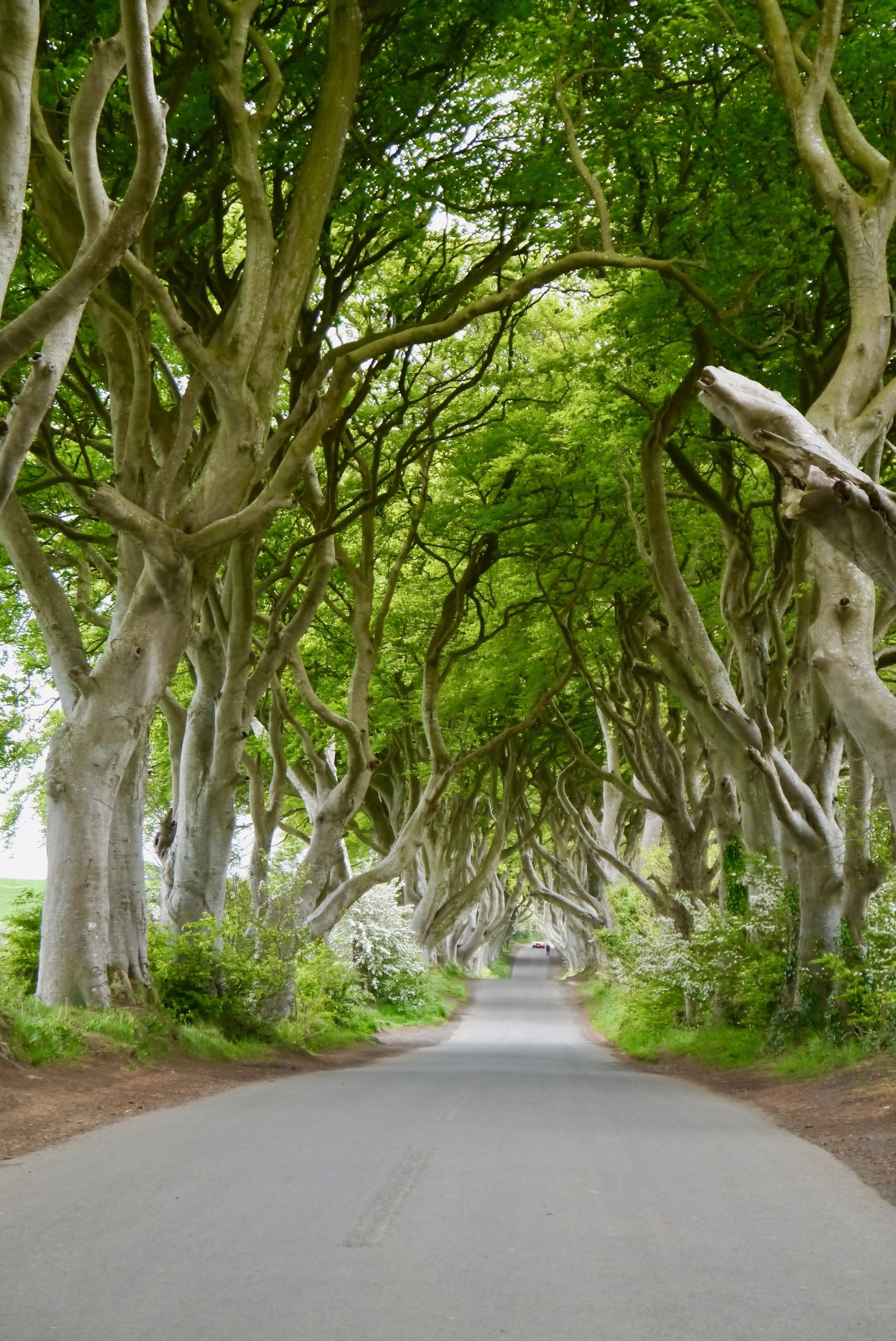 park, beech, the dark hedges, tranquility, road, tree trunk, plant, avenue, the way forward, green color, mystical, old, branch, pathway, no people, trees, Phone HD Wallpaper