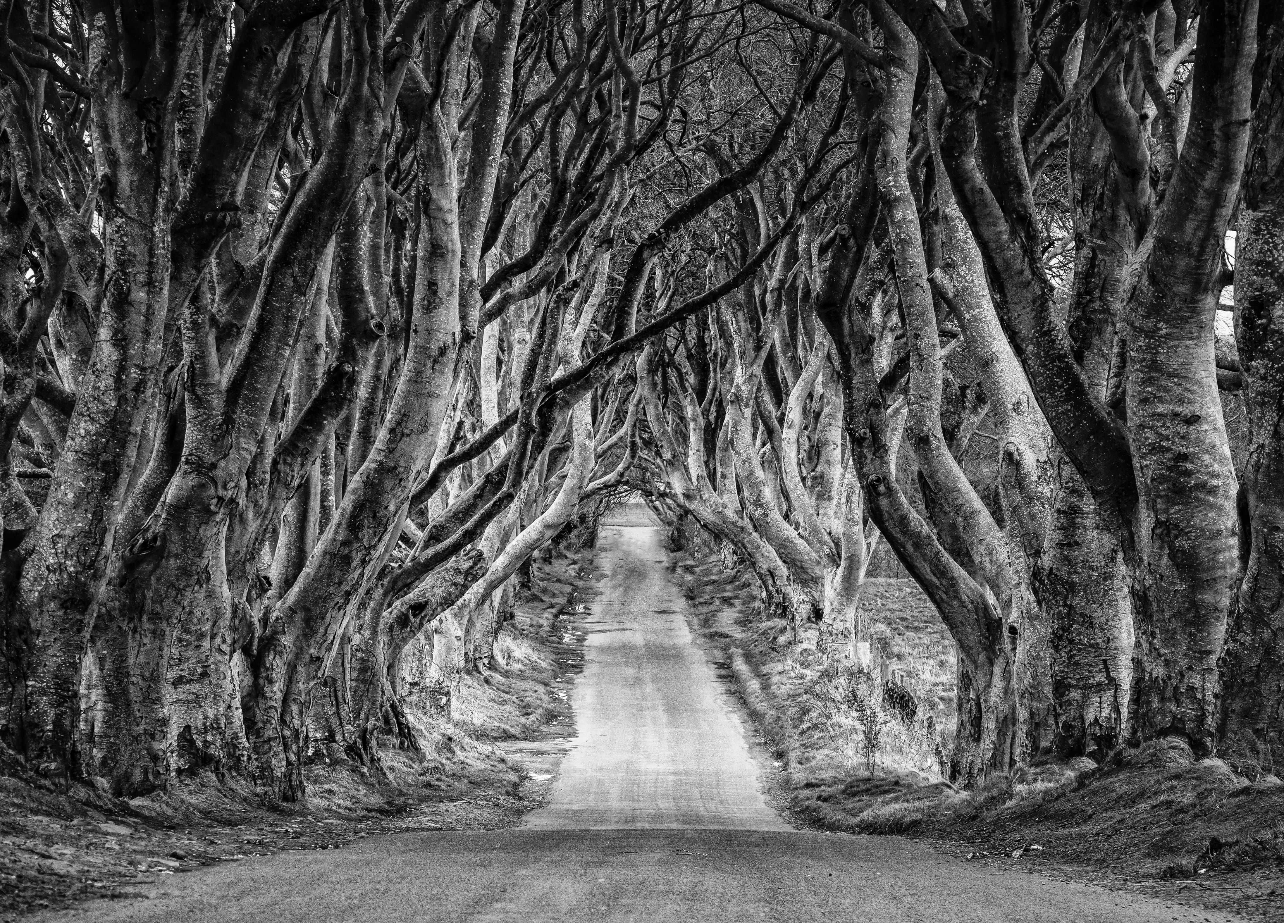 outdoors, historical, tangle, growth, grayscale, plant, "dark hedges", wood, day, tree, empty road, direction, " game of thrones", land, looming, antrim, HD Wallpaper