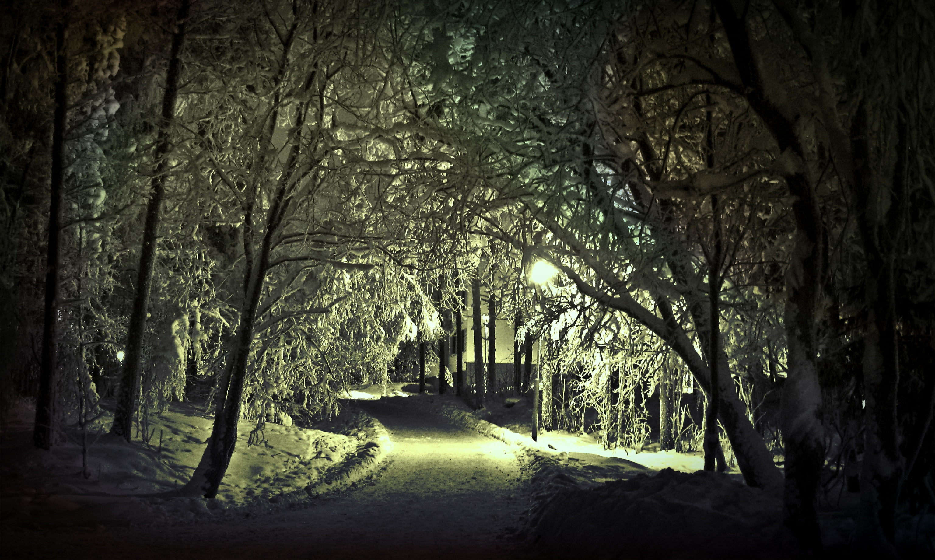 snow magic, lantern, woodland, darkness, sunlight, evening light, rest, snowy, tree, wintry, lighting, shadow, away, nature, forest path, landscape, winter forest, HD Wallpaper