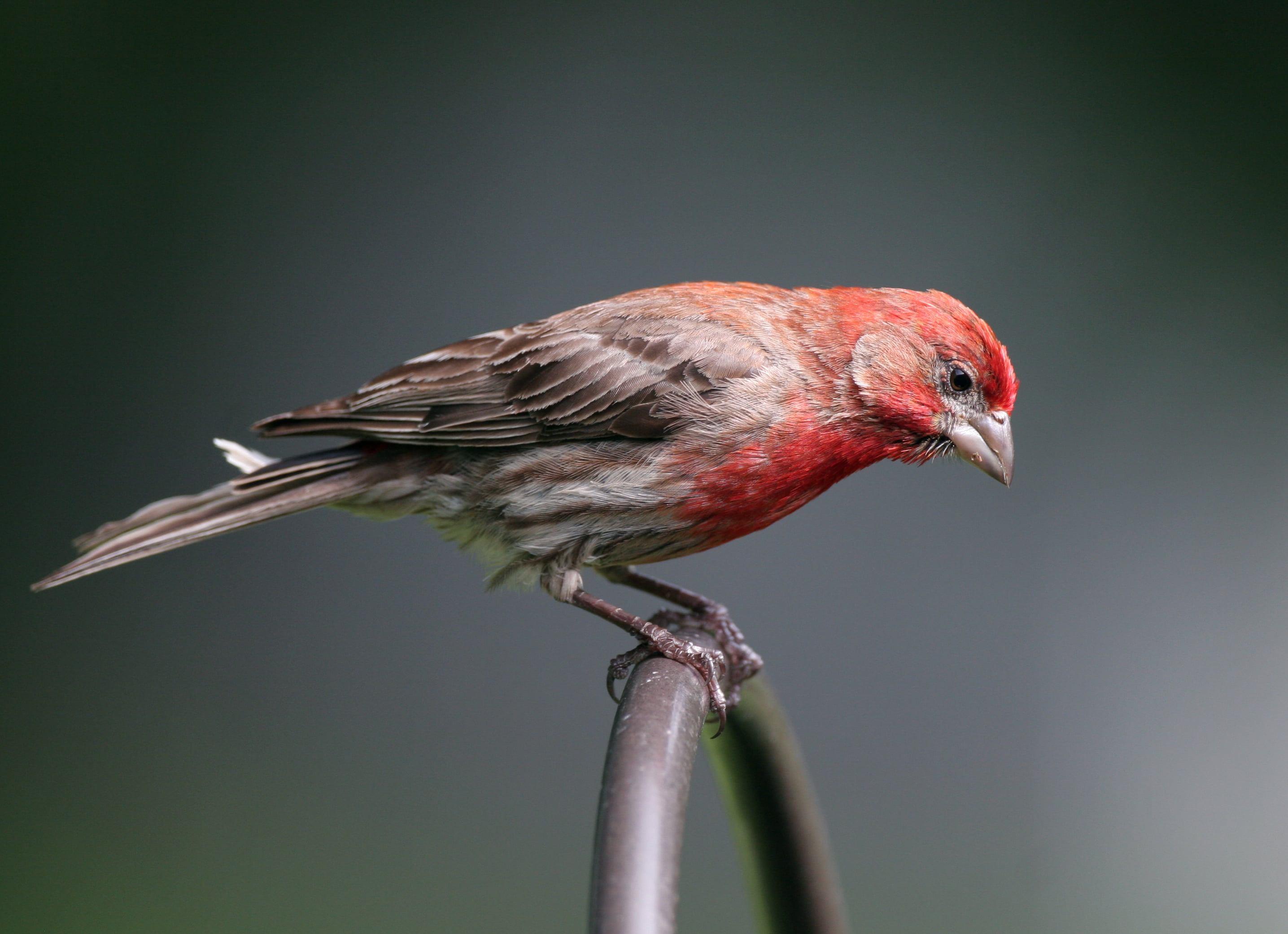 daytime, wire, black wire, purple finch, black, wildlife, House Finch, animal, my turn, finch, perched, bird, nature, 2K, beak, house, HD Wallpaper