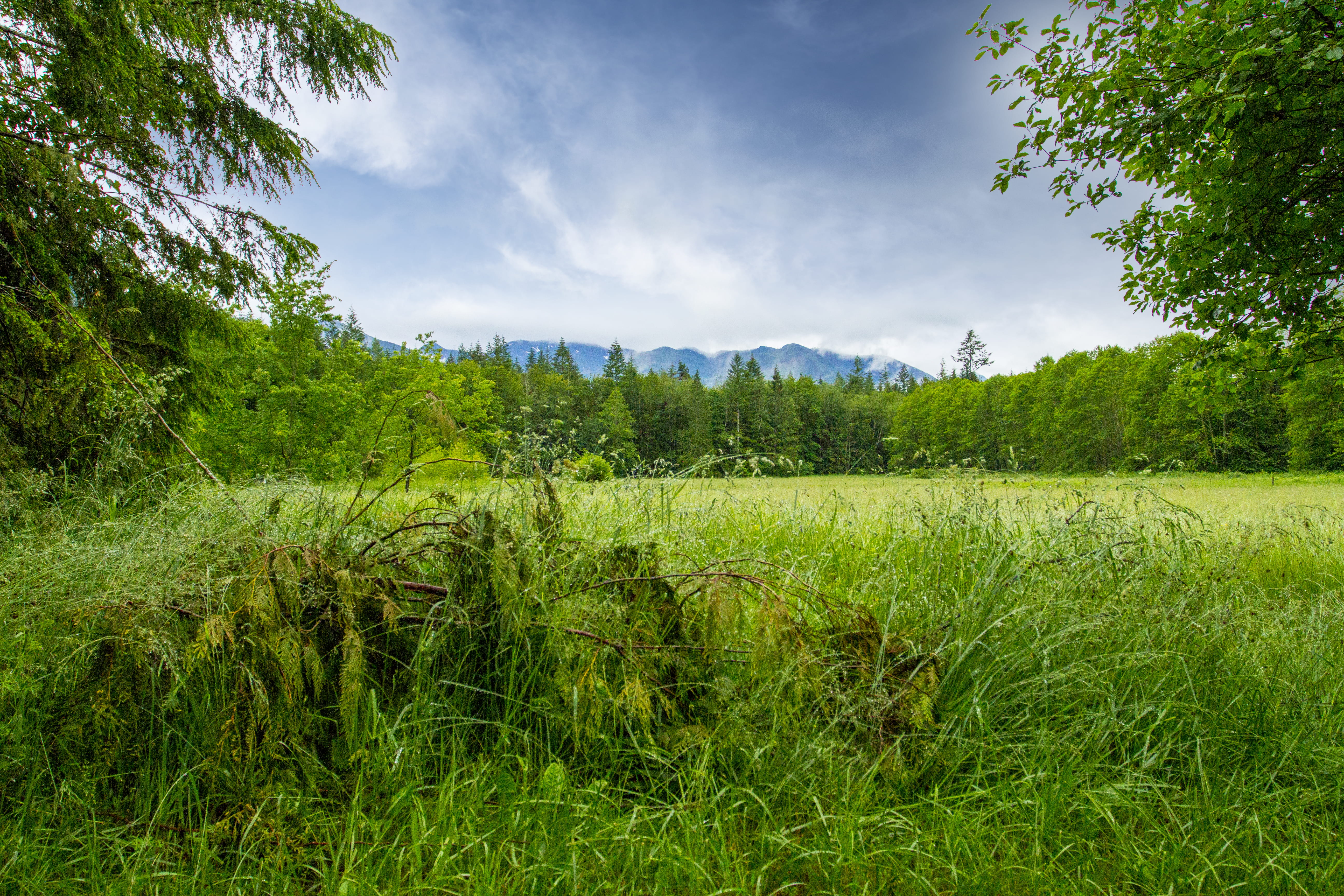 growth, daytime, cloudscape, field, tranquil Scene, grass, forest, outdoors, summer, landscape, green, scenics - nature, swamp, blue, environment, beauty In Nature, HD Wallpaper