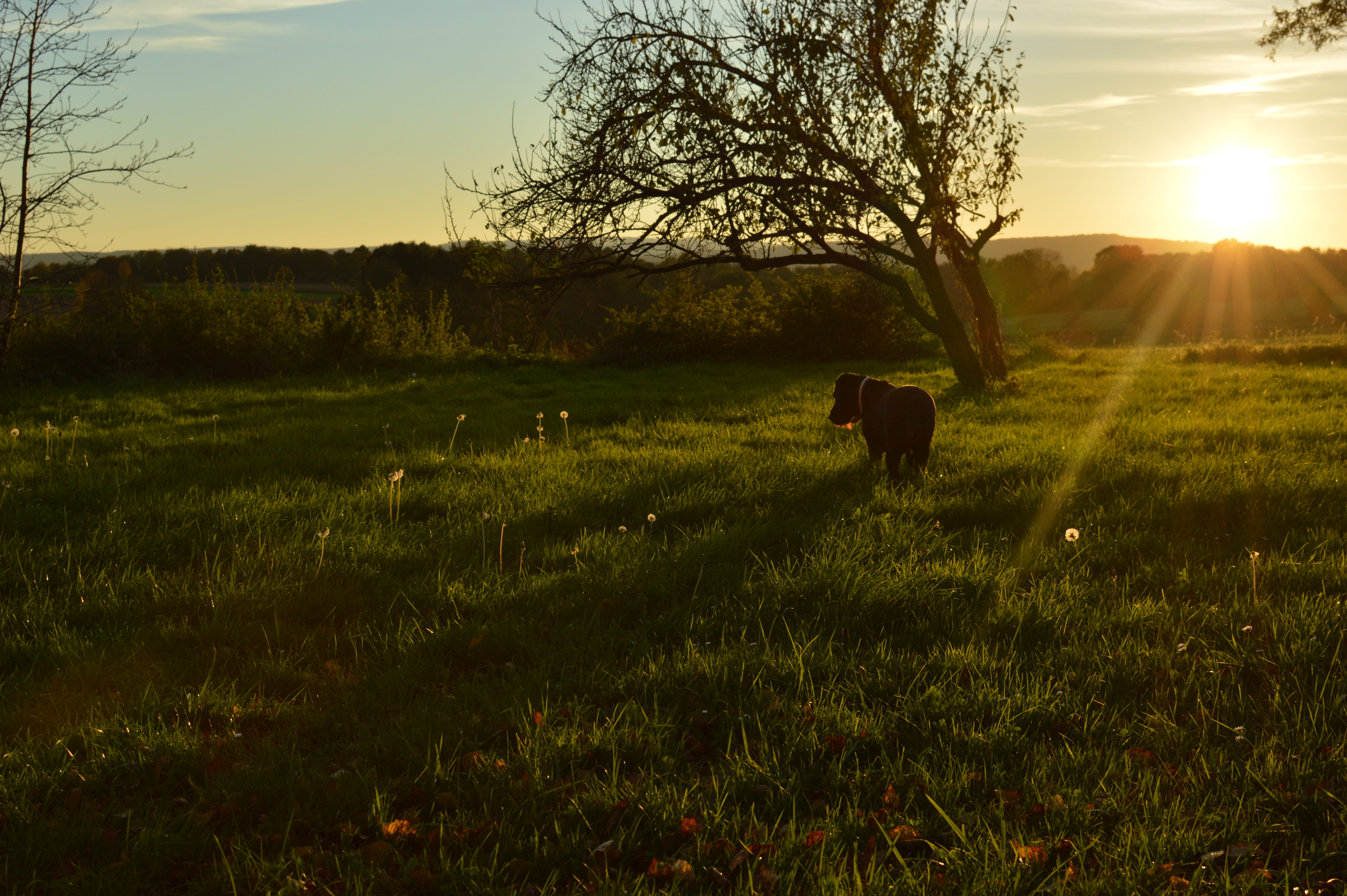 dog, beauty in nature, mammal, land, black, grass, 5K, herbivorous, field, vertebrate, domestic animals, one animal, outdoors, pasture, rural Scene, sun, HD Wallpaper
