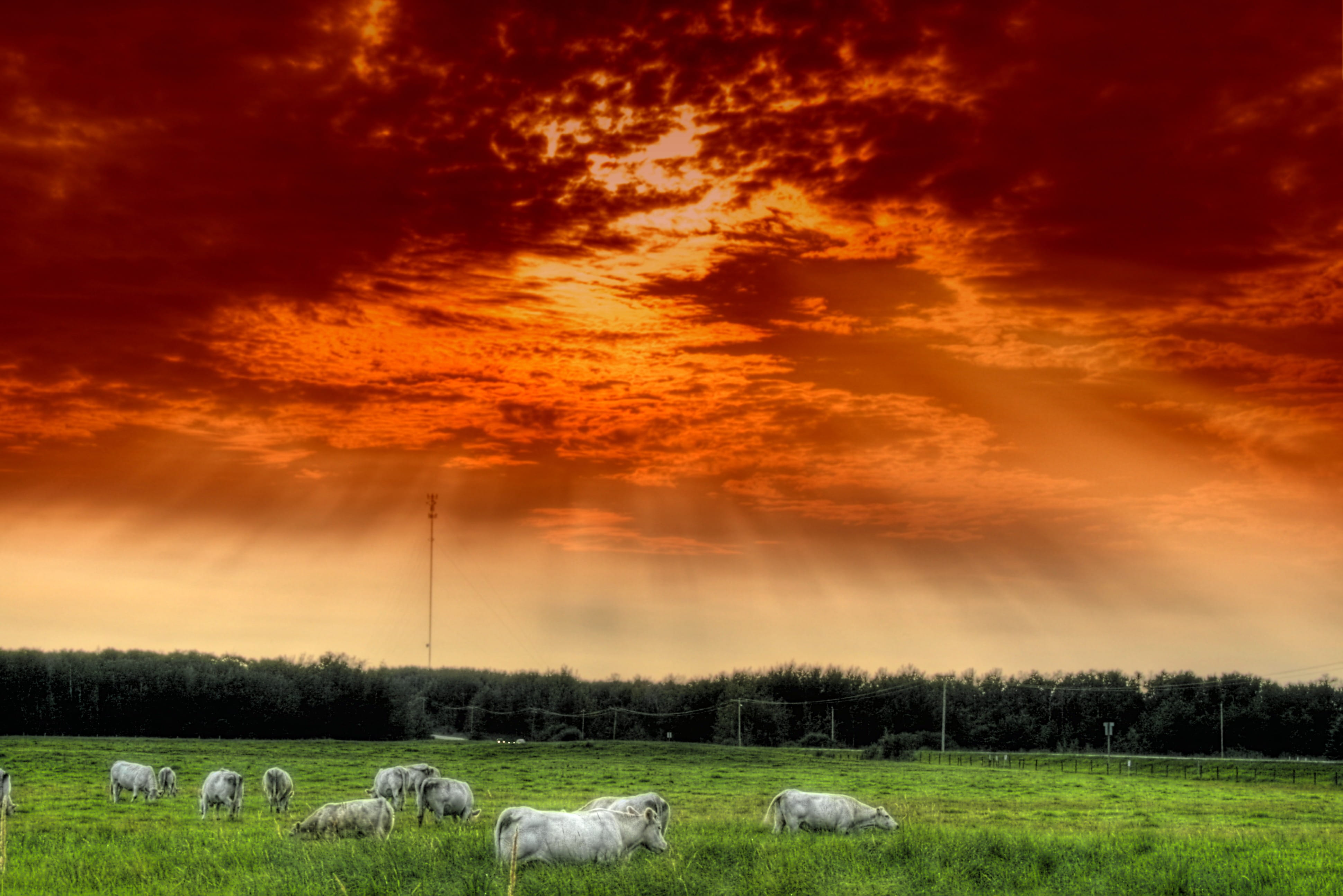 canada, forest, land, mammal, animal themes, cloud - sky, 4K, rural scene, domestic animals, green, scenics - nature, agriculture, white, environment, HD Wallpaper