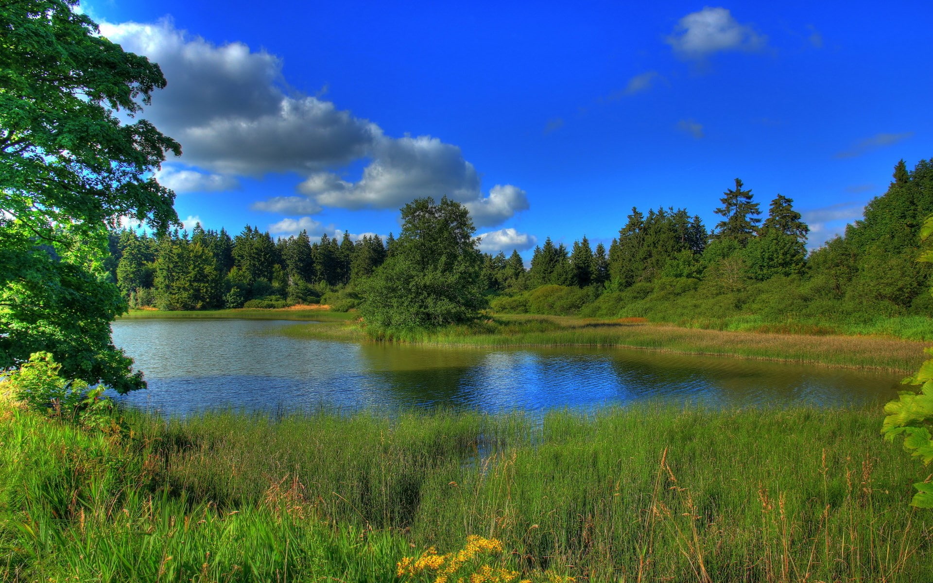 plant, wonderful pictures of nature hd background 1920x1200, water, tranquil scene, nature, no people, outdoors, pine woodland, forest, beauty in nature, HD Wallpaper