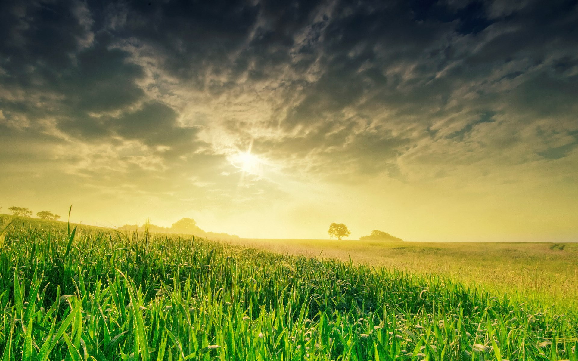 sky, sunlight, plant, sun, outdoors, crop, grass, cloud - sky, tranquility, landscape, rural scene, lens flare, sunset, no people, farm, land, idyllic, HD Wallpaper