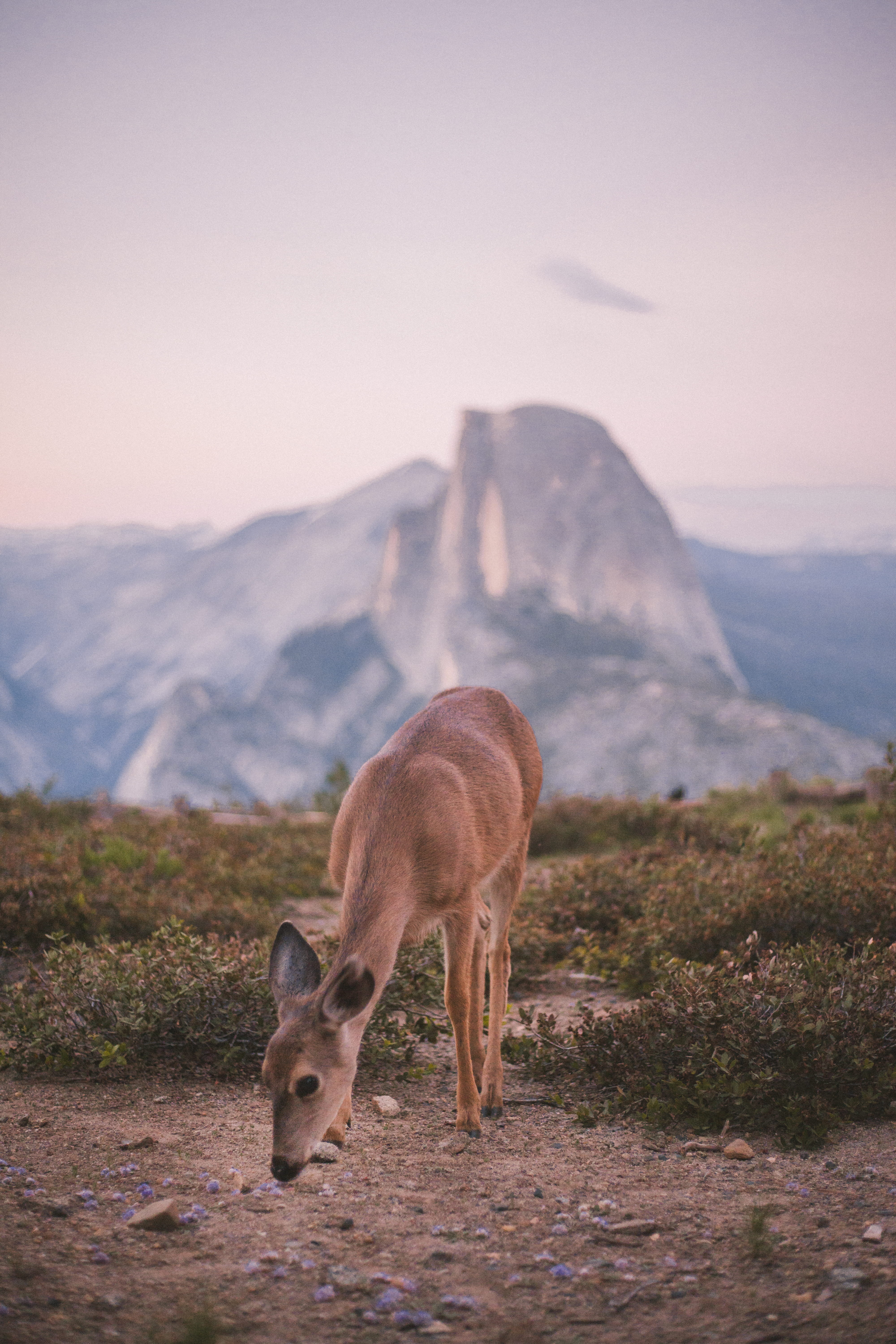 environment, vertebrate, selective, wilderness Area, mountain, smelling, animals In The Wild, domestic animals, sky, field, herbivorous, 5K, standing, Phone HD Wallpaper