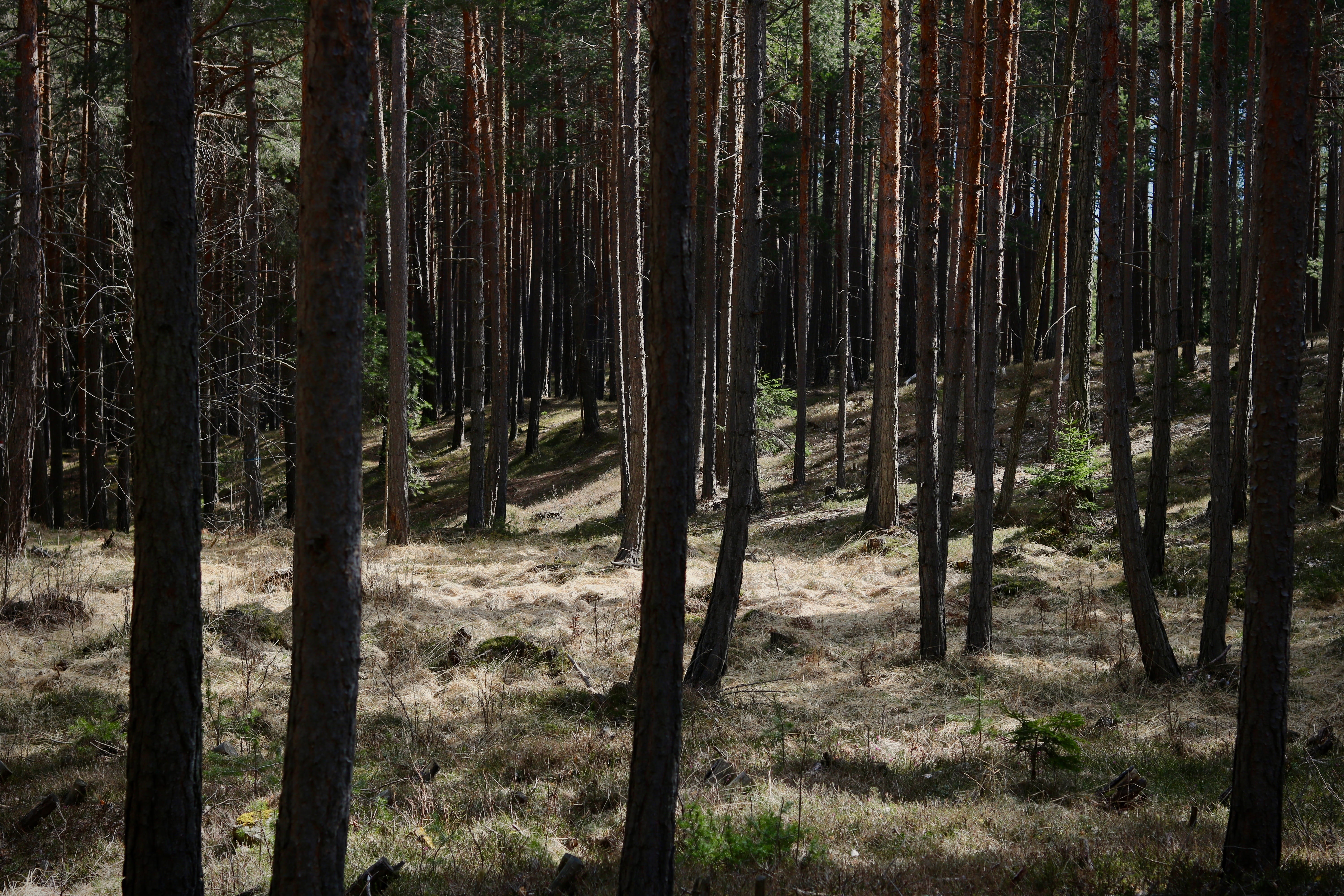 plant, lichtspiel, environment, woodland, unaffected, spruce, moss, coniferous forest, dark, remote, non-urban scene, leaves, bamboo - plant, tranquil scene, HD Wallpaper