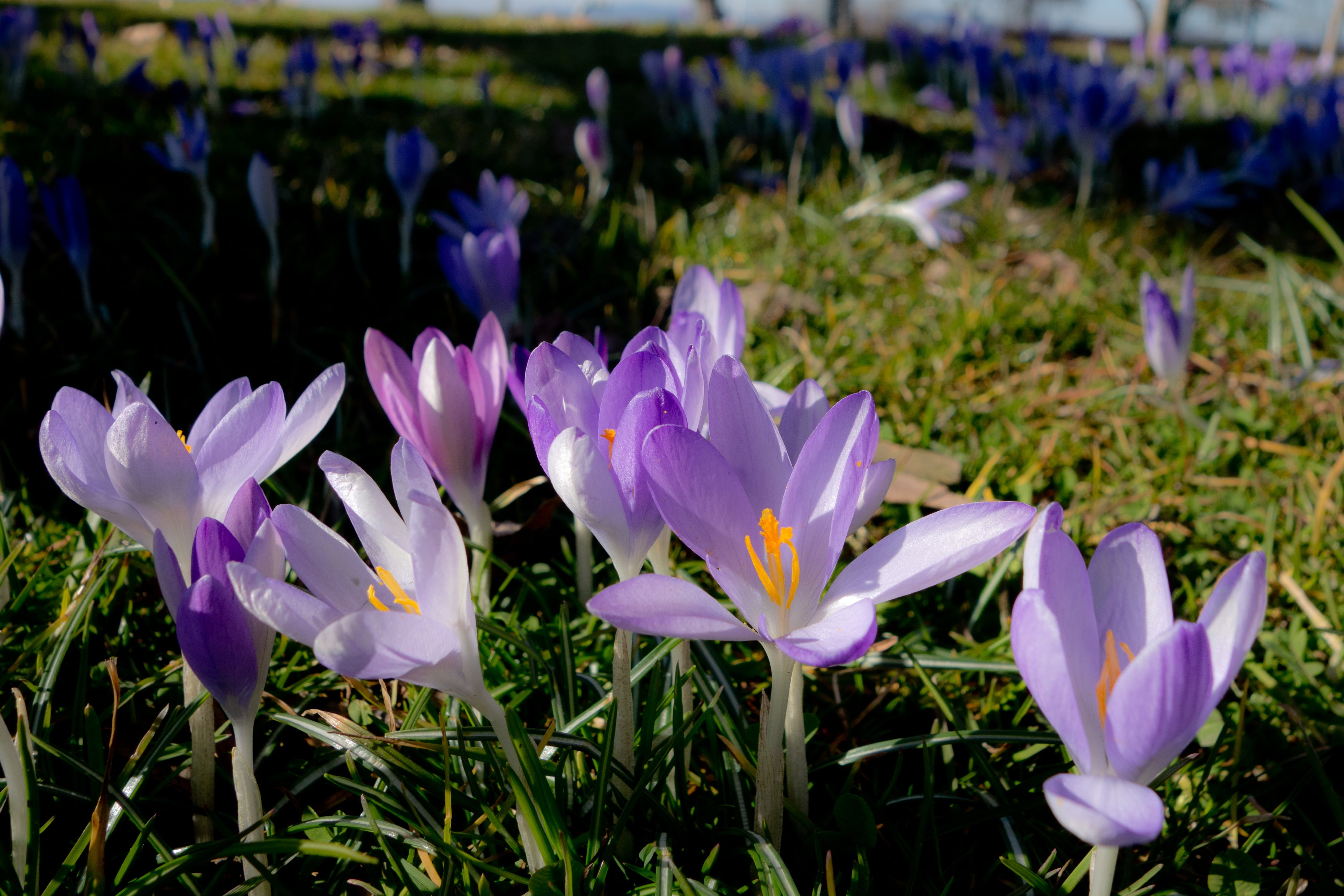 bloom, flower abundance, plant, vulnerability, flowers, flowerbed, purple, land, grass, inflorescence, forest floor, flower, recovery, freshness, day, flower meadow, HD Wallpaper