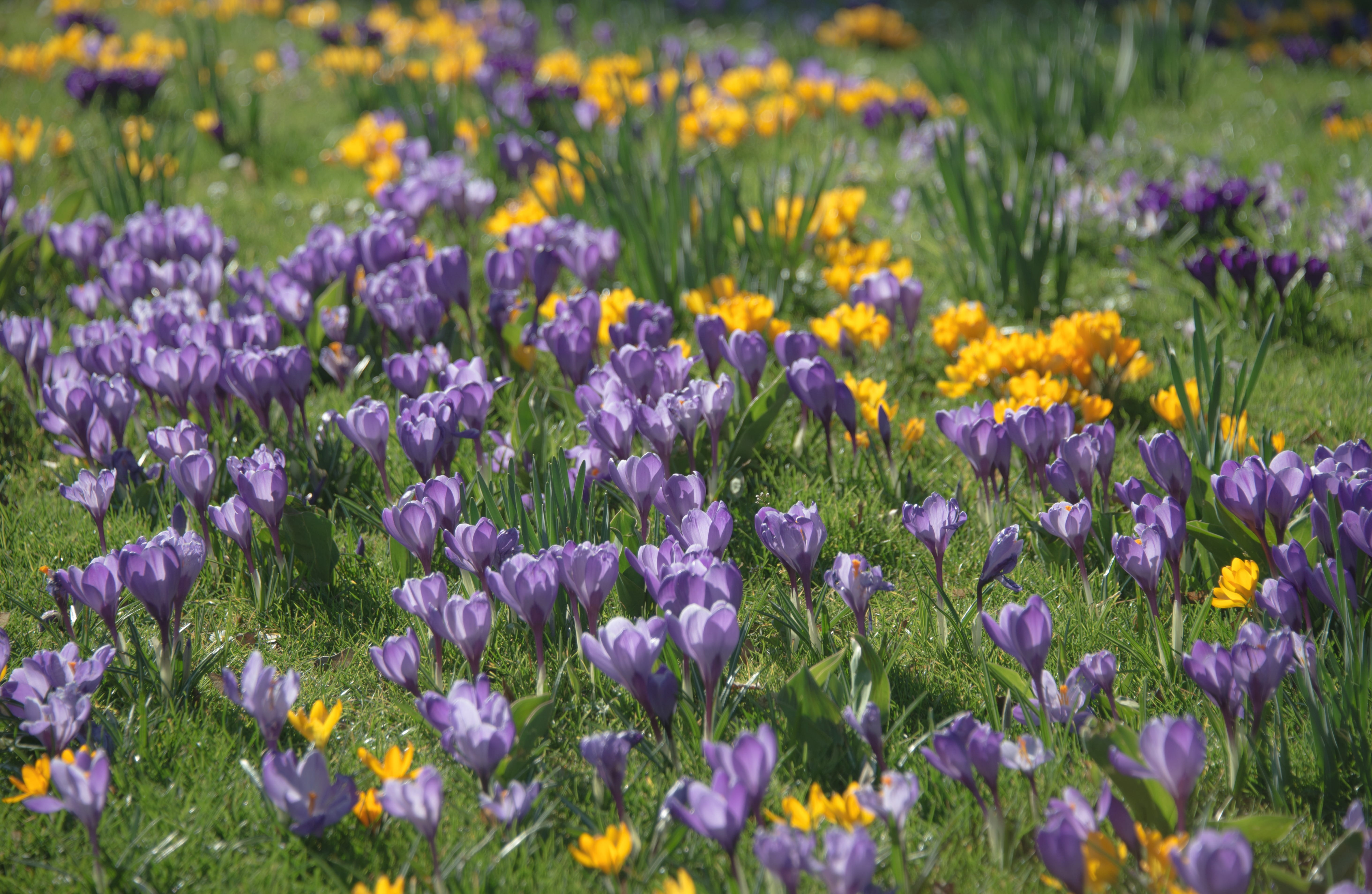 holiday, flowering plant, iris, sunny, cornflowers, vulnerability, outdoors, meadow, flowers, wild flowers, growth, close-up, grass, beauty in nature, blossom, HD Wallpaper