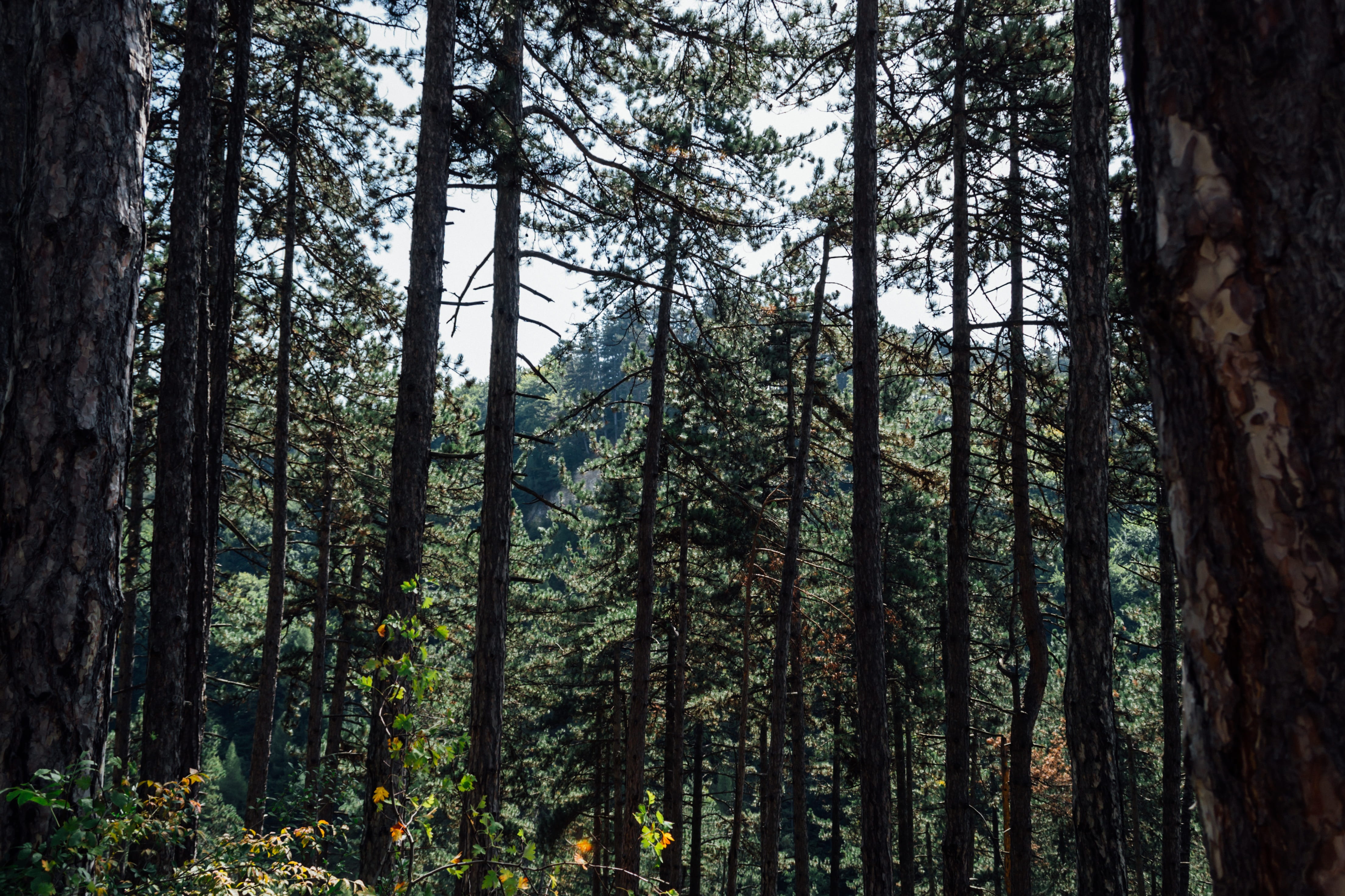 pine tree, peace, bamboo - plant, light, beauty in nature, hilly, mountains, scenics - nature, hill, tranquil scene, mountain, day, green, conifers, woodland, HD Wallpaper