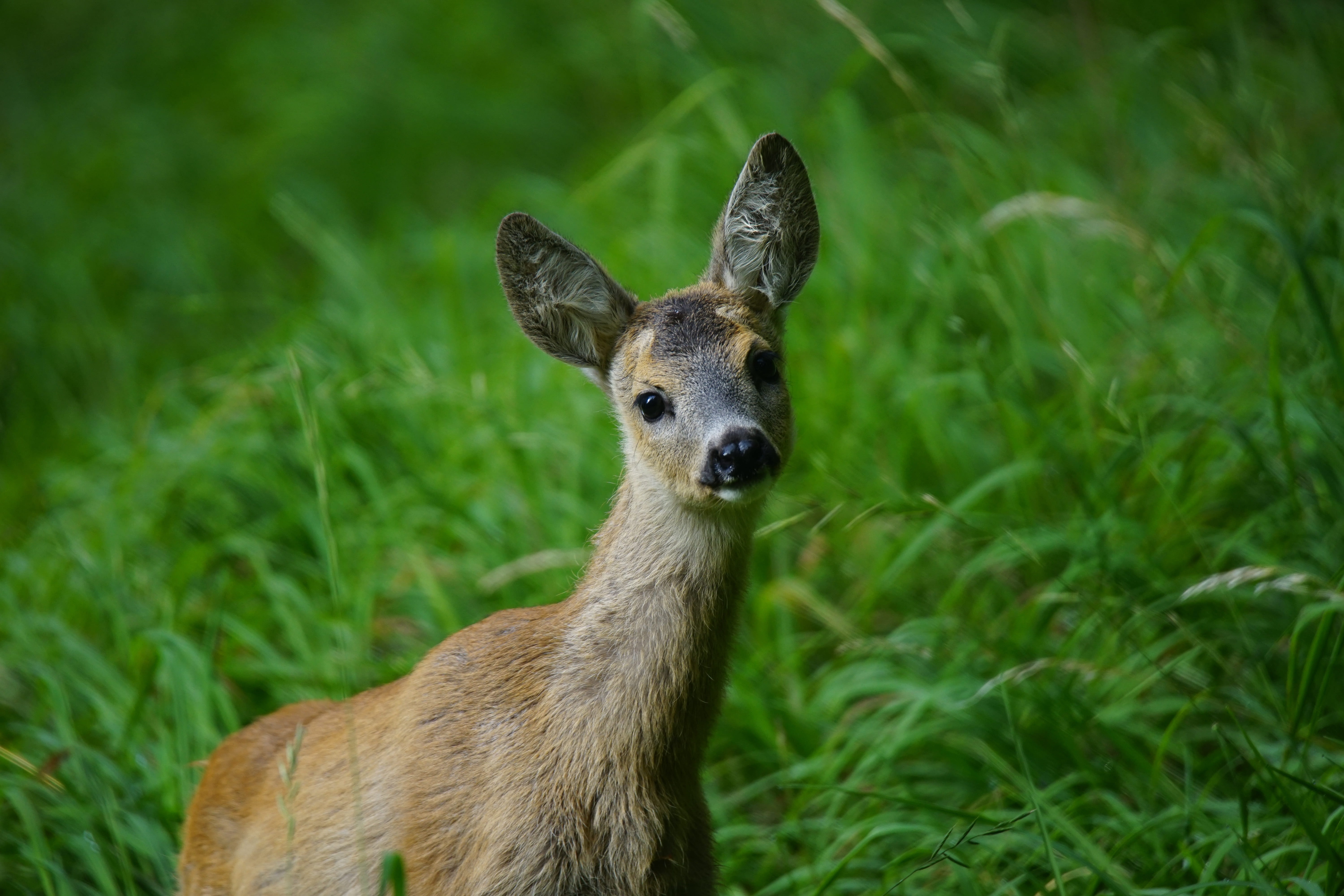 green, photography, 5K, fawn, animal, domestic animals, dolomites, mammal, mountains, brown, no people, animal world, close, vertebrate, animals, wild, HD Wallpaper