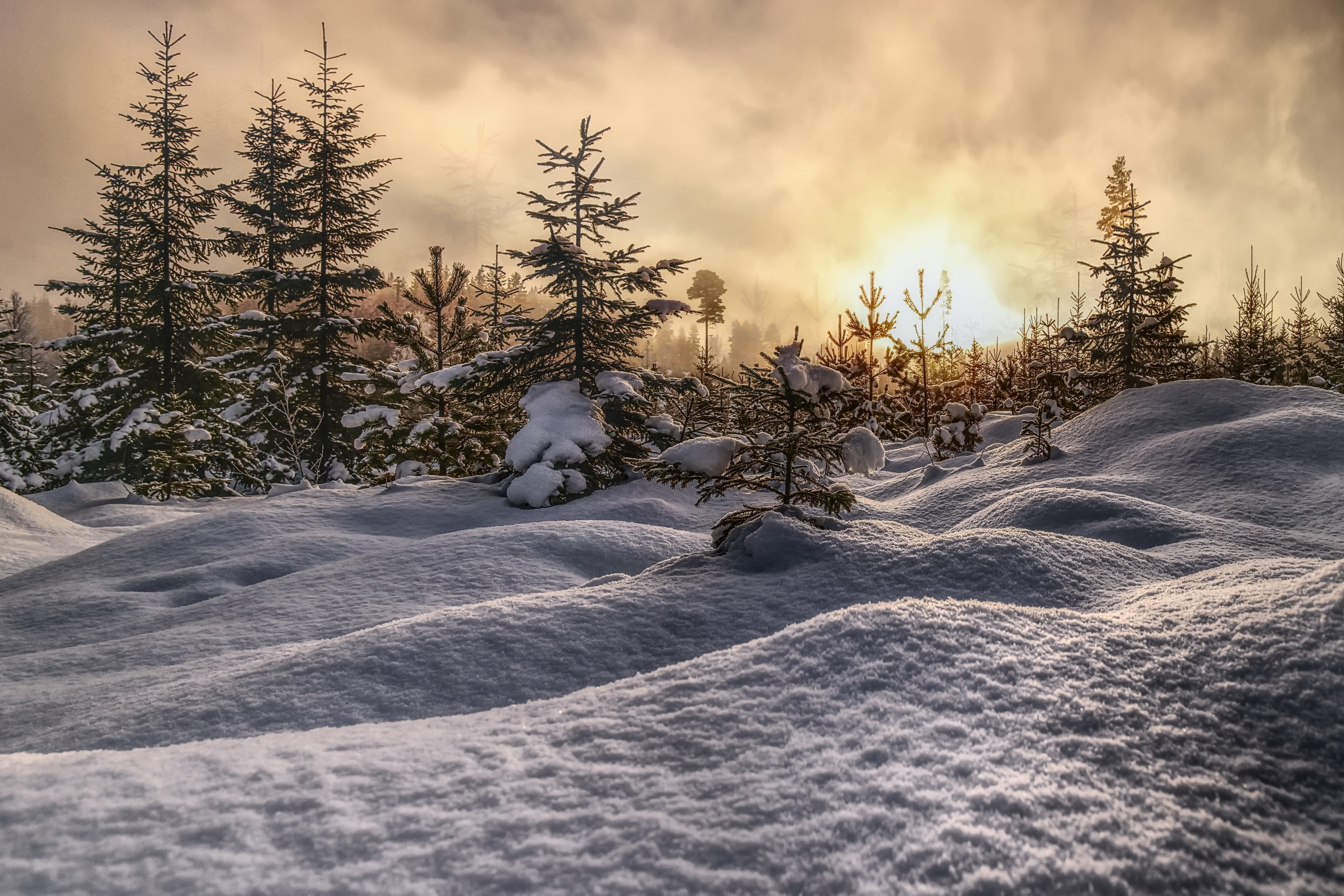 environment, powder snow, landscape, frozen, scenics - nature, beauty in nature, tree, no people, coniferous tree, snow, sky, cloud - sky, cold temperature, HD Wallpaper