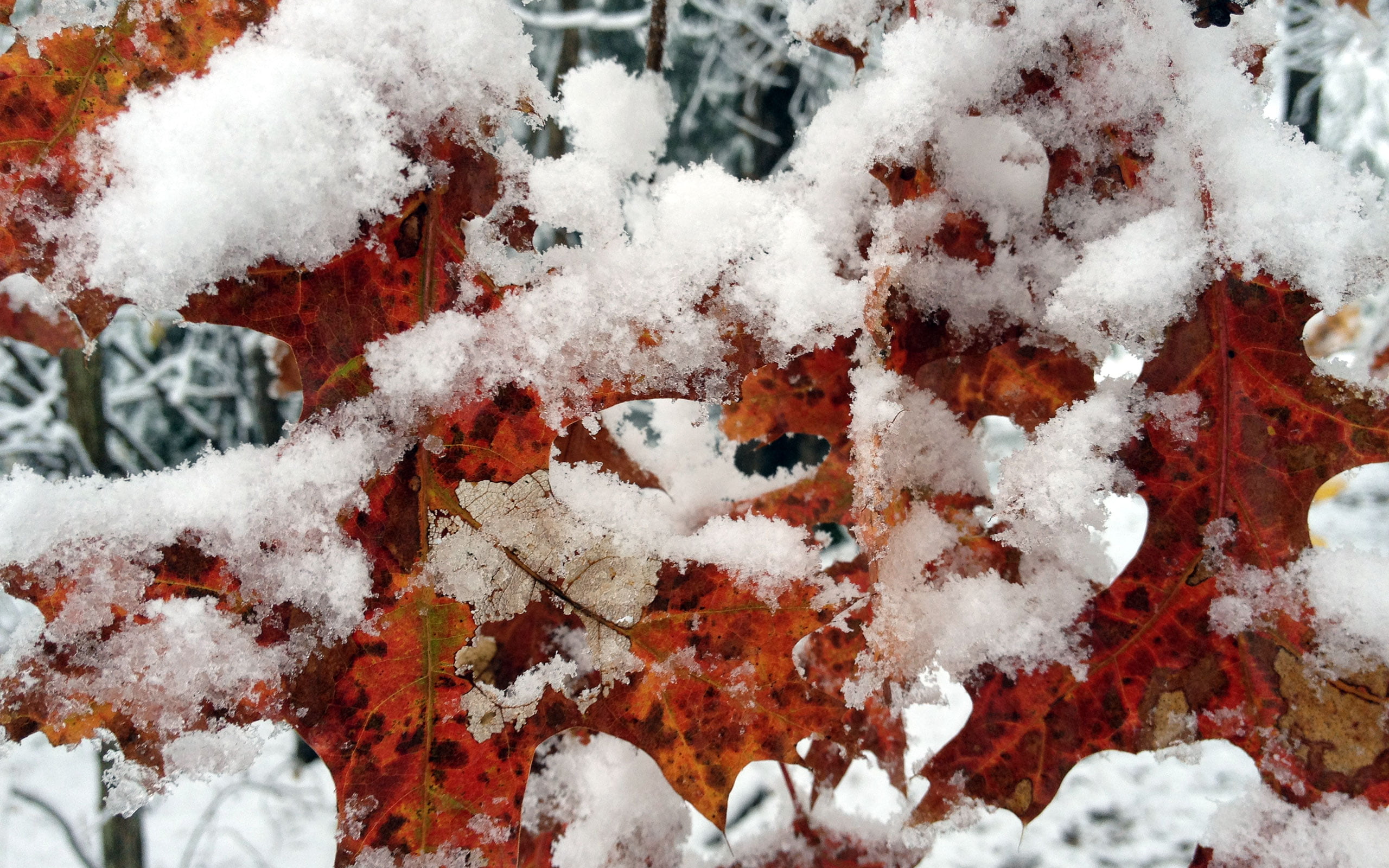 winter, snow, tree, frozen, maple, 2K, beauty in nature, trees, leaves, leaf, focus on foreground, no people, photography, tranquility, white color, ice, HD Wallpaper