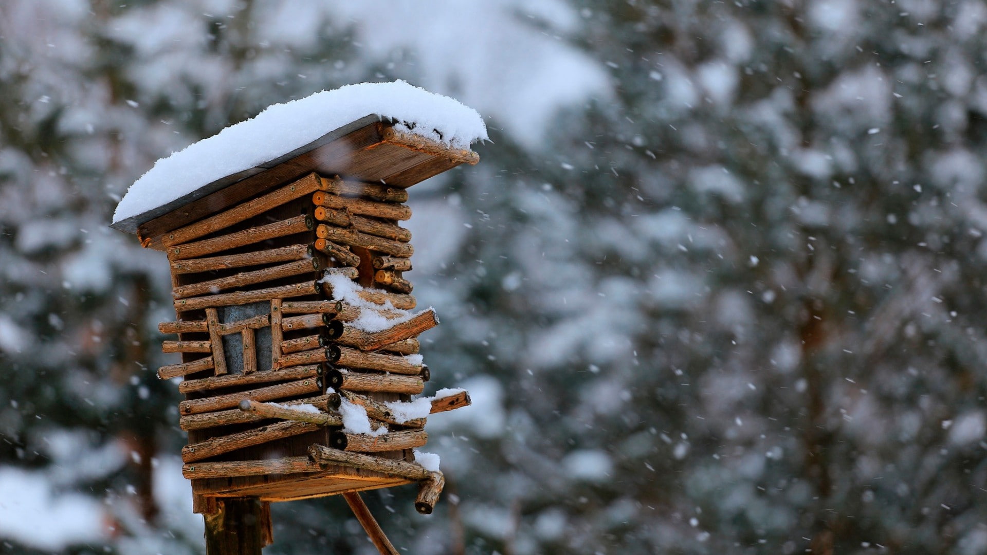 coniferous tree, snow, stack, 1080P, fir tree, wood, frozen, powder snow, birdhouses, close-up, tree, snowing, no people, birdhouse, wood - material, land, HD Wallpaper