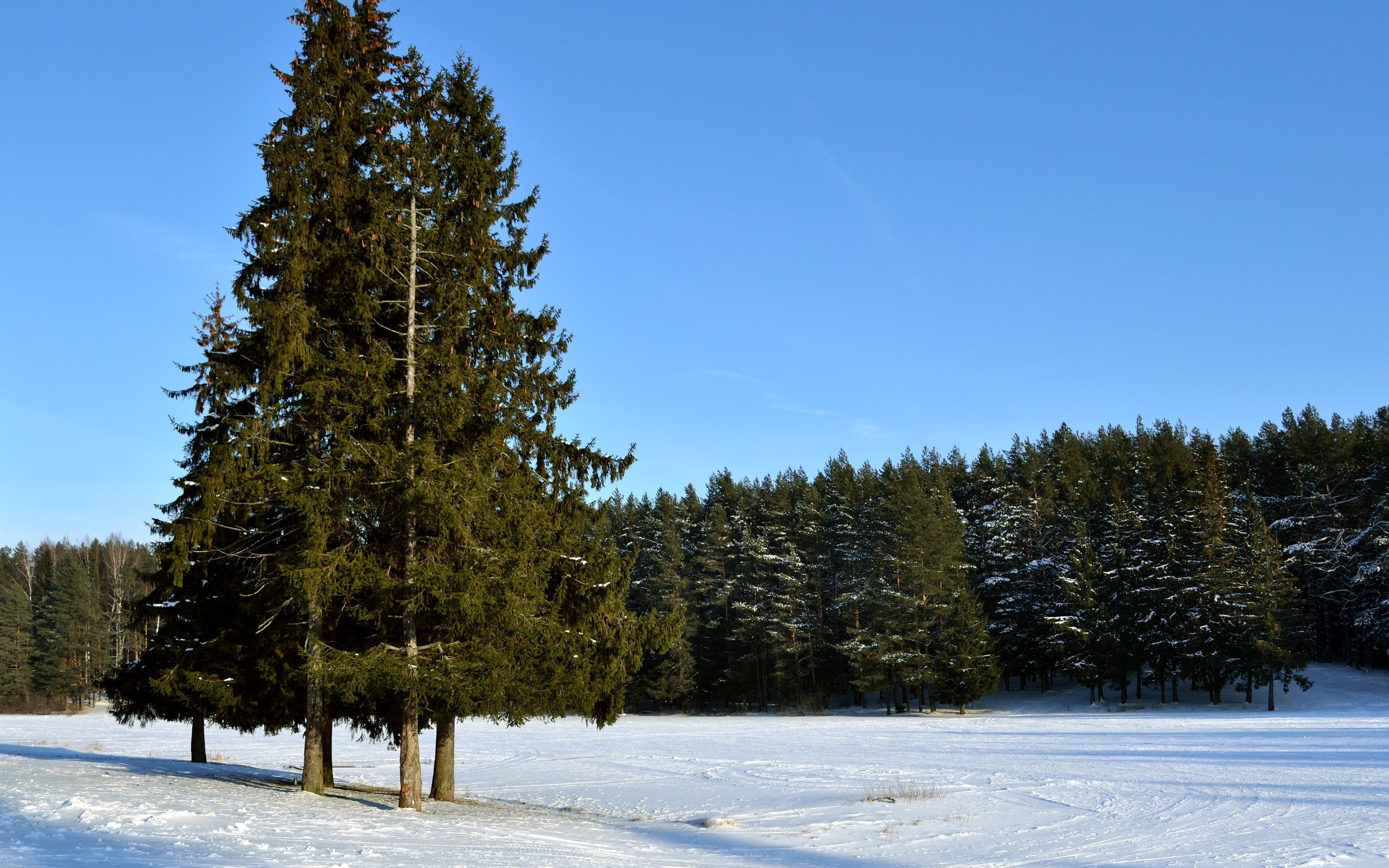 environment, land, beauty in nature, growth, plant, trees, nature, day, outdoors, non-urban scene, pine tree, sky, landscape, snow, cold temperature, no people, HD Wallpaper