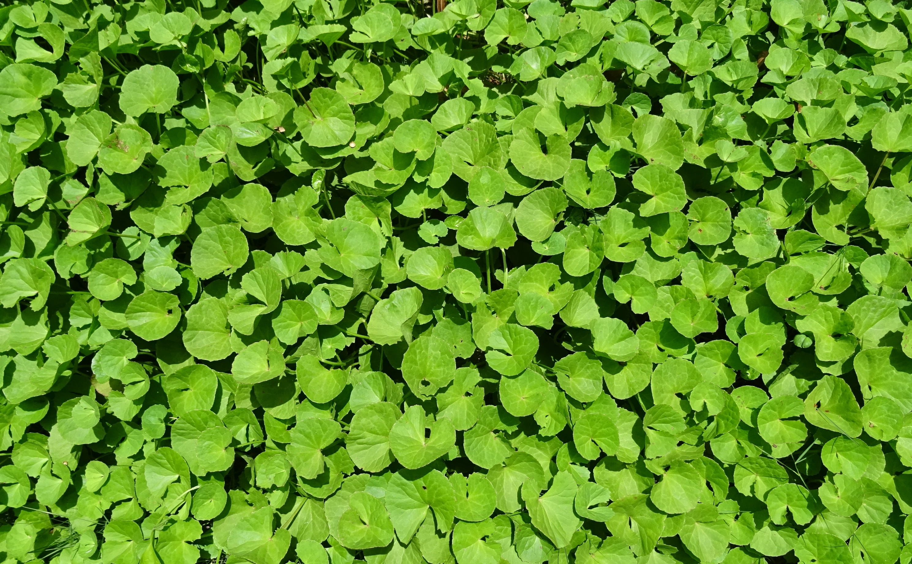 2K, leaf, health, gadde baraga, natural, full frame, leafed, floating on water, clover, backgrounds, green color, plant, ayurveda, apiaceae, foliage, water, HD Wallpaper