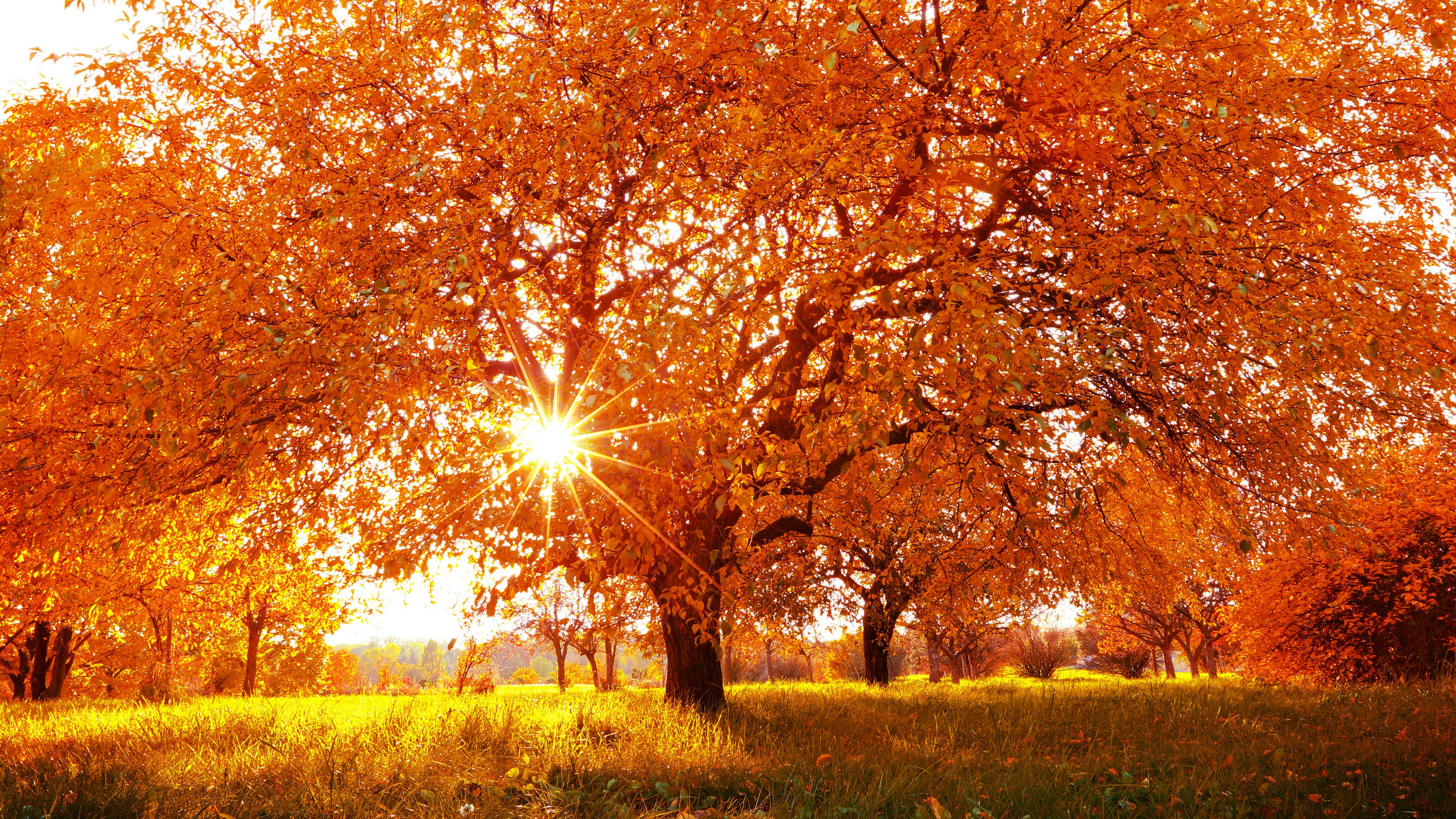 nature full size desktop 7680x4320, 8K, HD Wallpaper