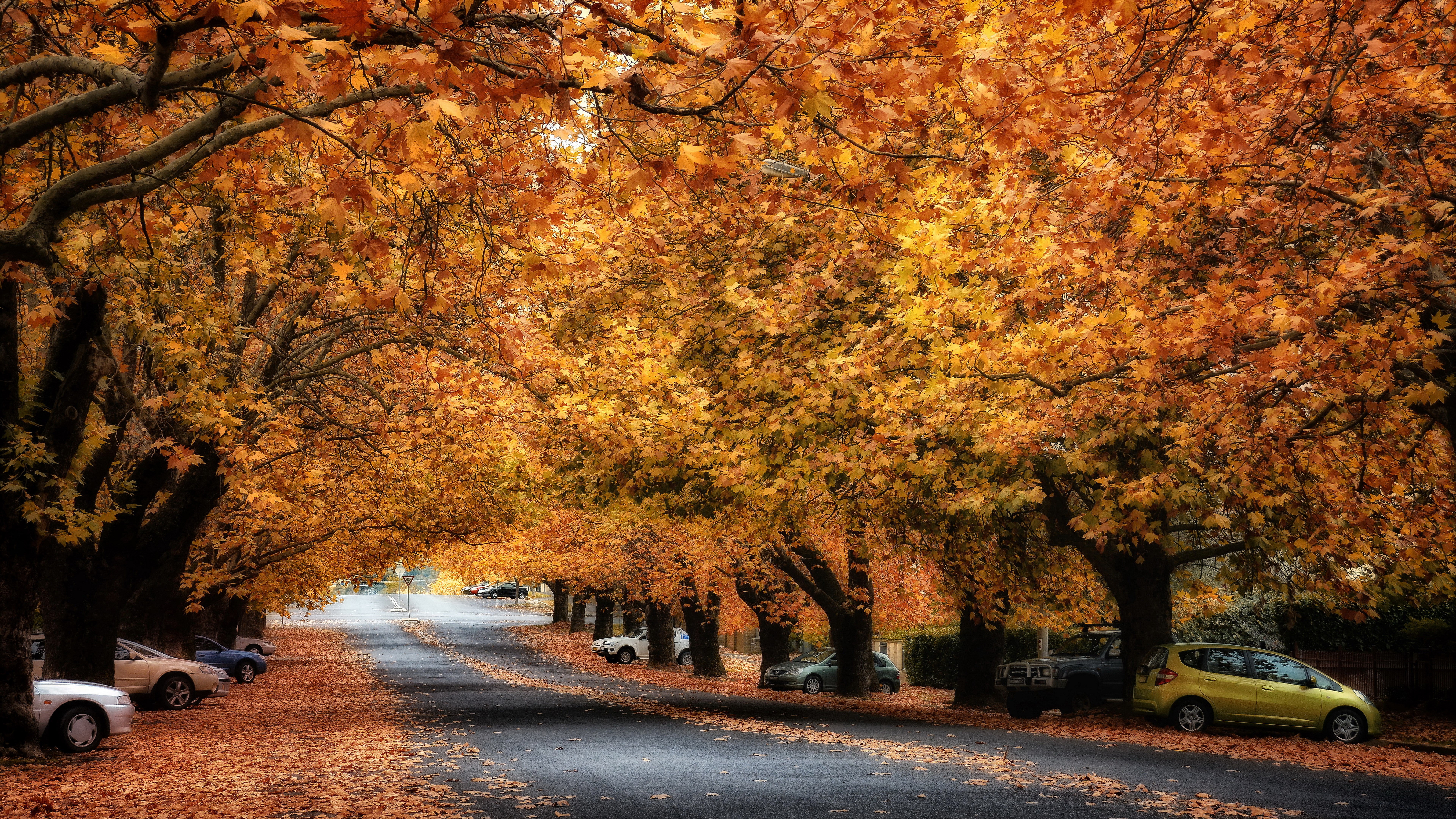 8K, nature full size desktop 7680x4320, HD Wallpaper