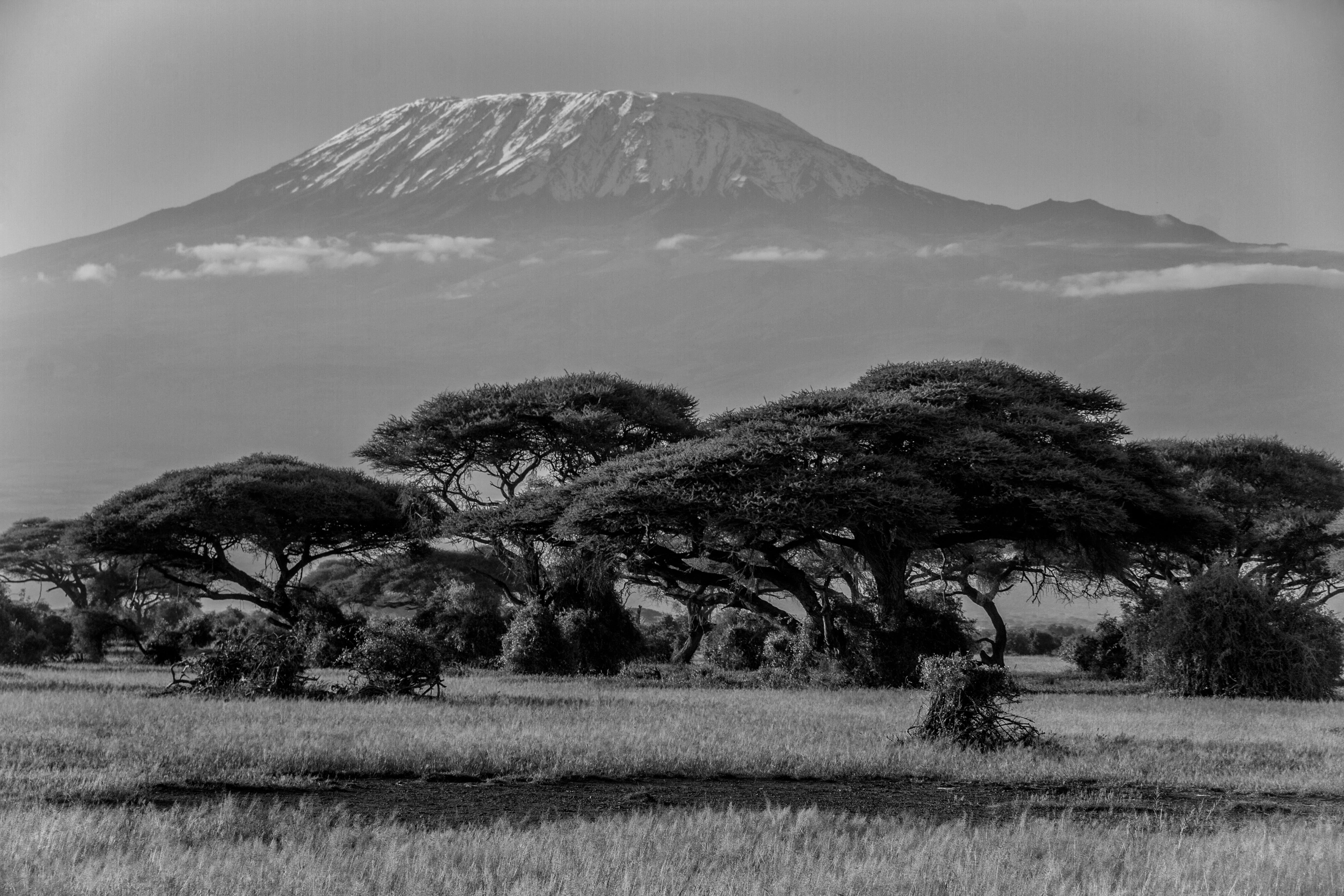 sky, tree, plant, scenics - nature, 5K, beauty in nature, africa, water, outdoors, non-urban scene, tranquility, no people, field, ice, growth, aboseli, HD Wallpaper