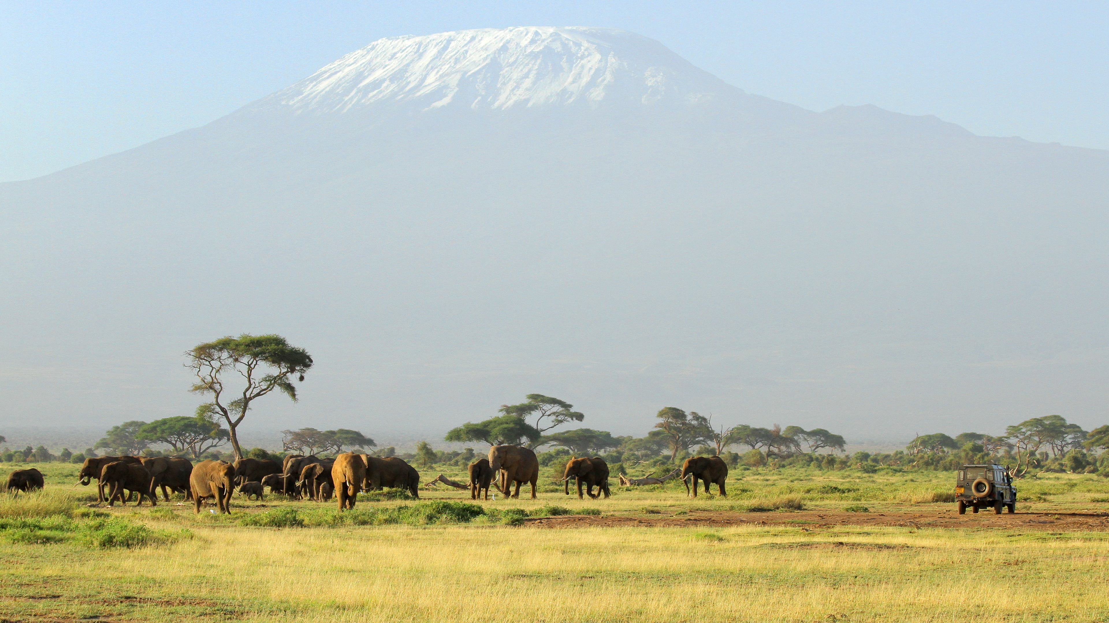 elephants, mountain, the herd, 4K, the volcano, Kilimanjaro, Africa, HD Wallpaper
