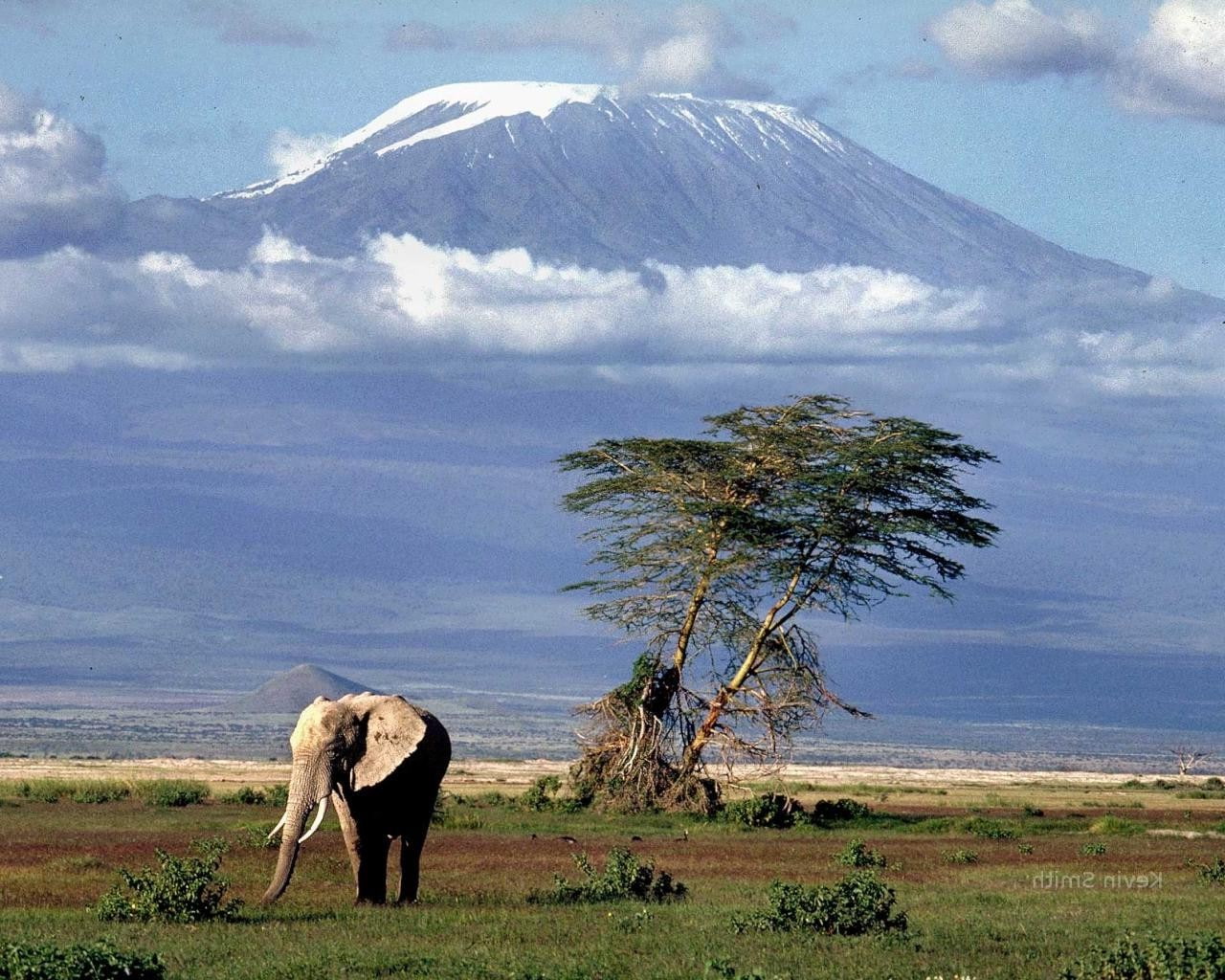 720P, Mount Kilimanjaro, nature, Africa, elephant, animals, landscape, HD Wallpaper