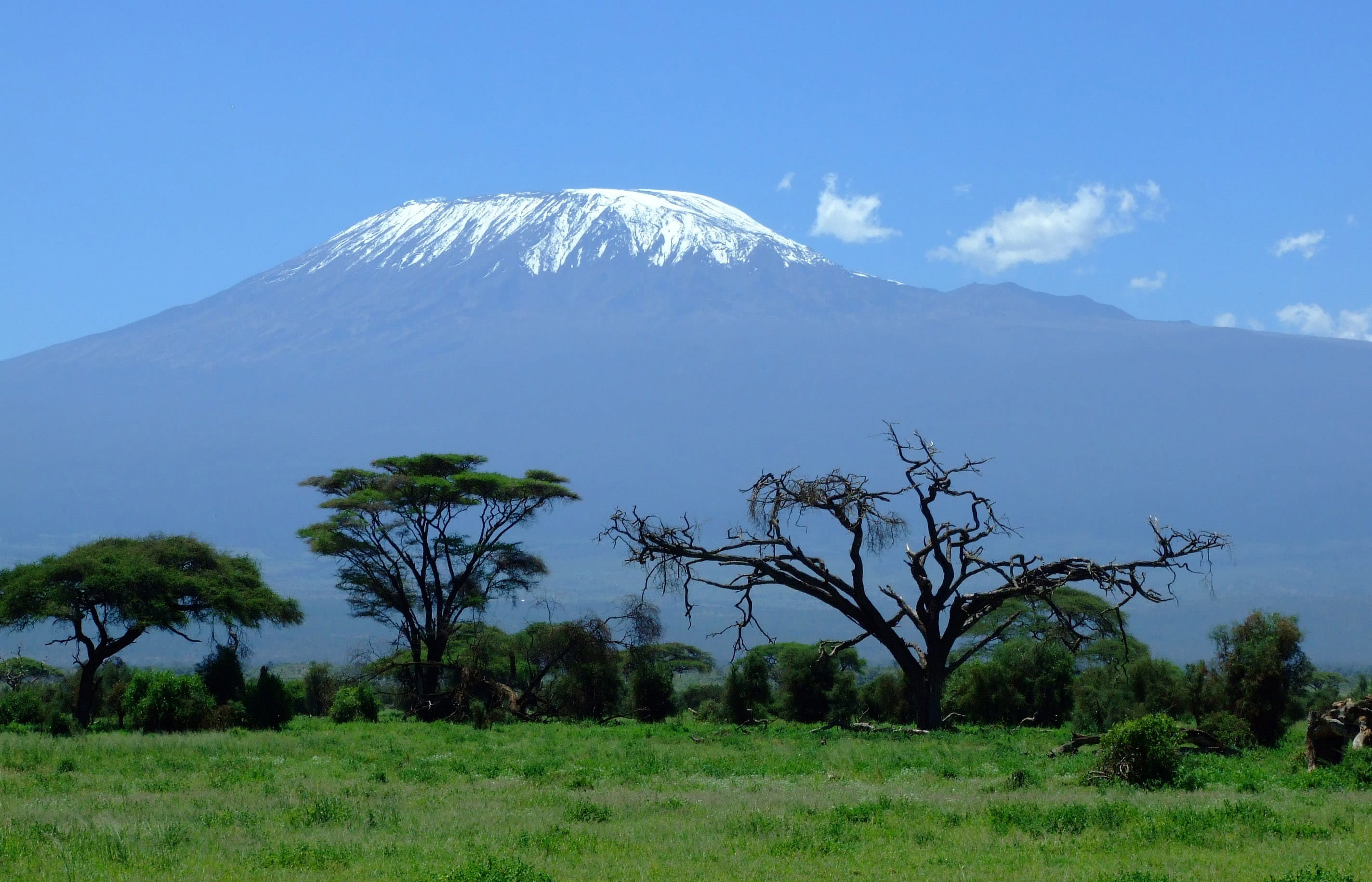 mount, kilimanjaro, Mount Kilimanjaro, beauty in nature, snow, photos, tranquil scene, scenic, scenics - nature, snowcapped mountain, plant, mountain, day, HD Wallpaper