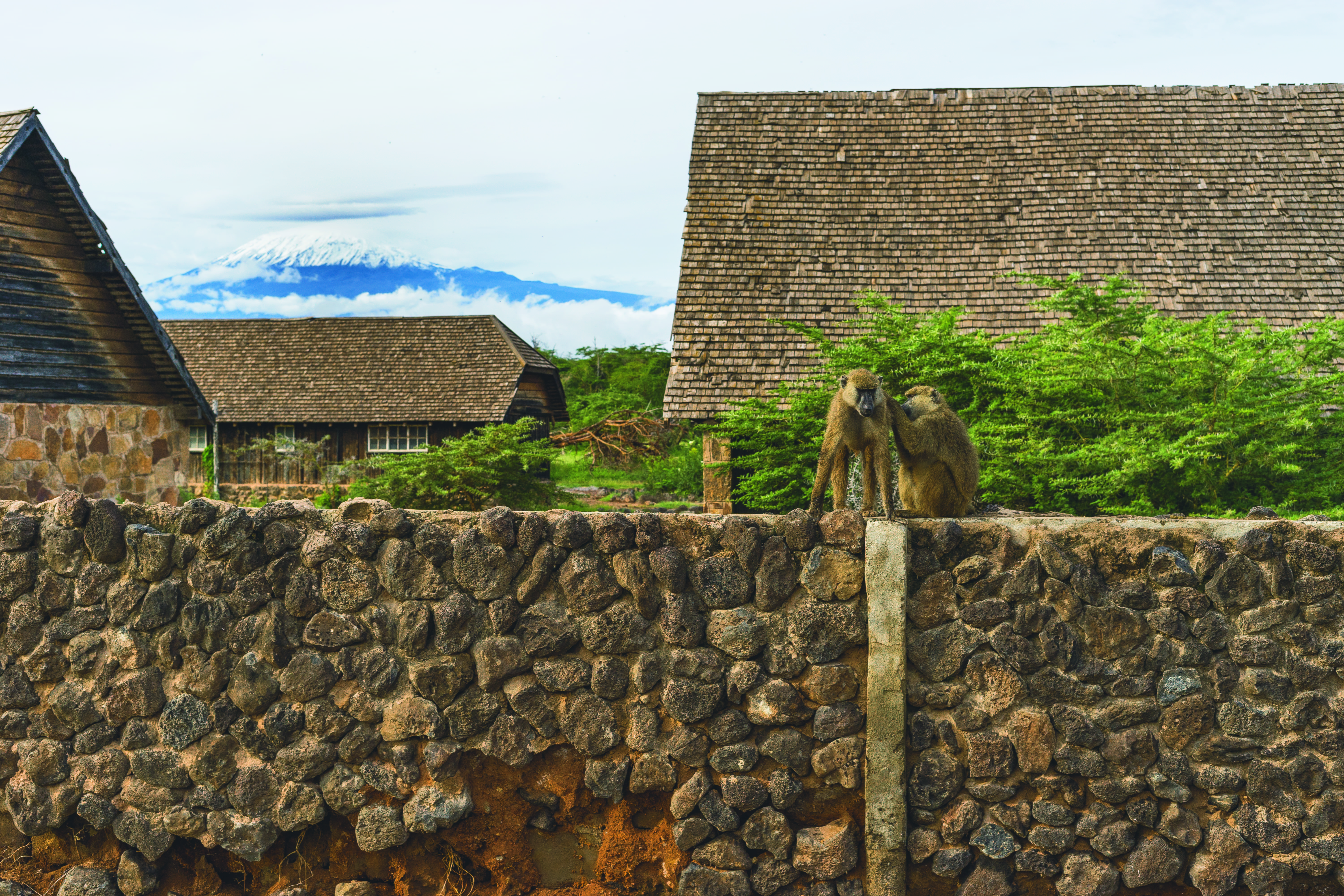 climb, cloud, baboons, stone, mount, cottage, monkey, plant, animal, solid, tanzania, fog, outdoors, clouds, monkeys, mountain, wall, house, 5K, playing, HD Wallpaper