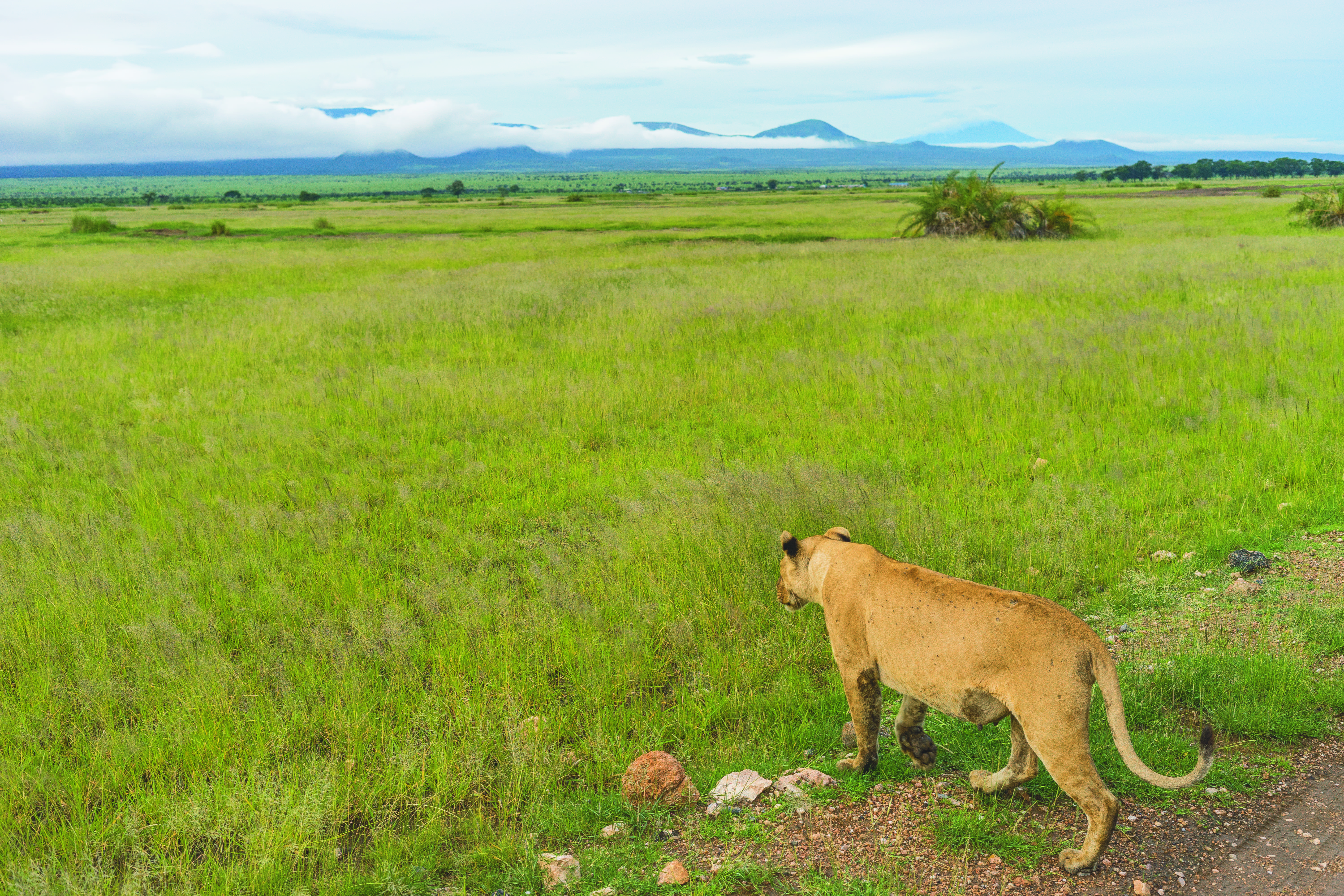 african, mount kilimanjaro, mountains, tanzania, lion, animal themes, mother, lioness, animals in the wild, mammal, field, plain, mountain, animal wildlife, HD Wallpaper