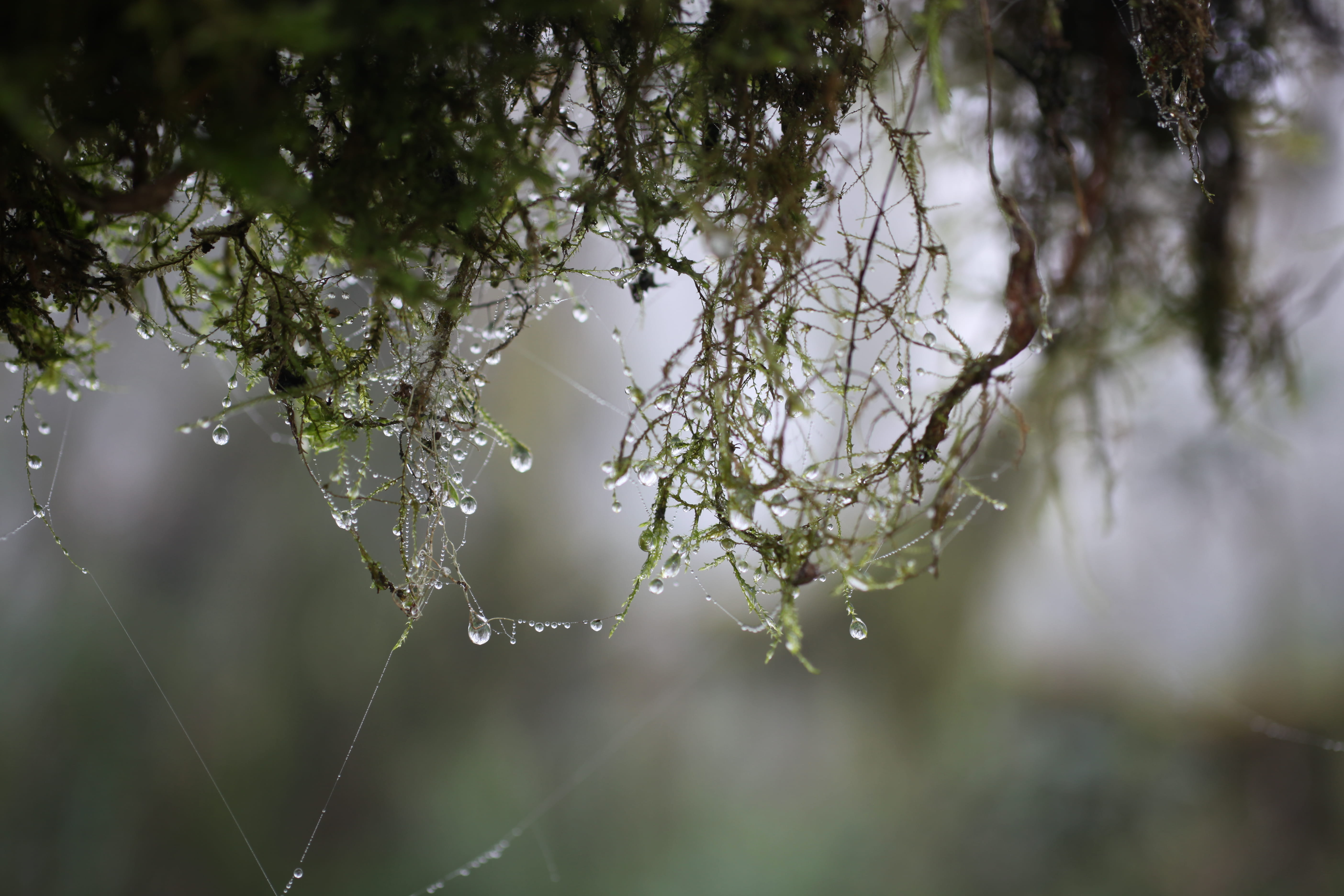 spider web, spiderwebs, day, vulnerability, raindrop, rainforest, tranquility, wet, outdoors, tree, kilimanjaro region, close-up, beauty in nature, drops, HD Wallpaper