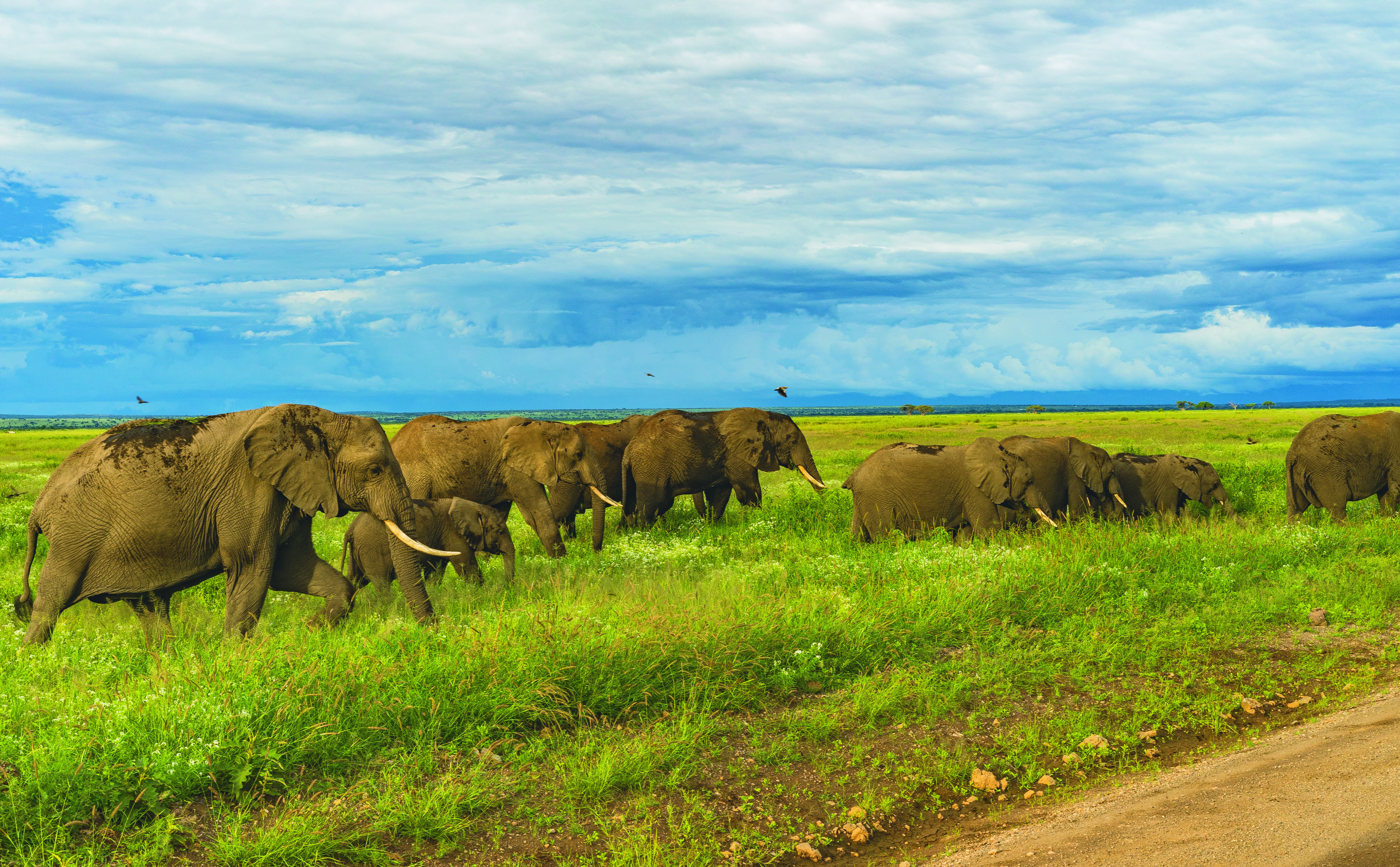 march, mammal, sky, plant, beauty in nature, elephant, birds, nairobi, nature, land, no people, group of animals, bird, 5K, horizon, herd, pack, of, domestic animals, HD Wallpaper