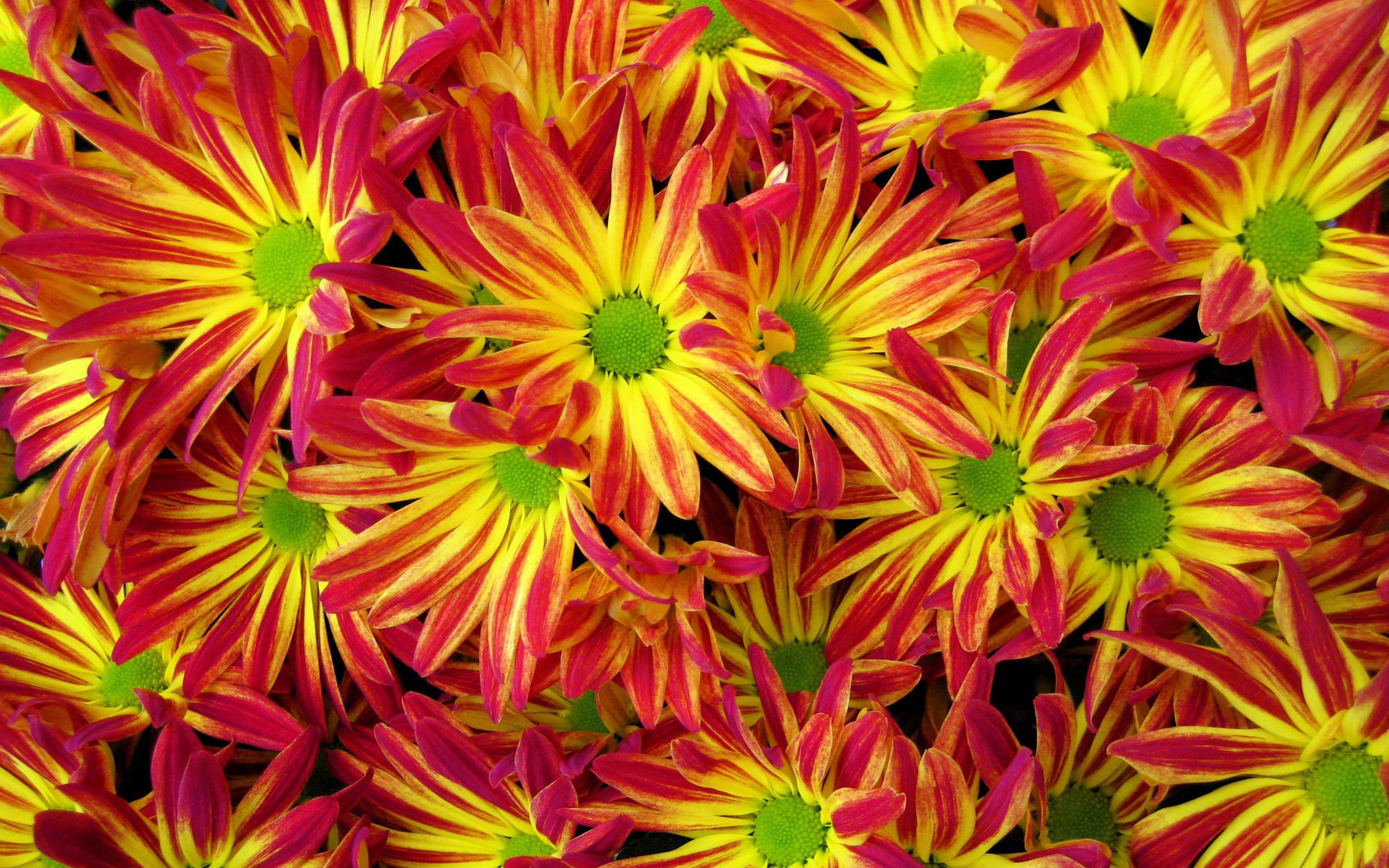 chrysanthemum, petal, flower, plant, favorite, close-up, 4K, inflorescence, beauty in nature, garden, flowering plant, flowers, k, growth, red, yellow, HD Wallpaper