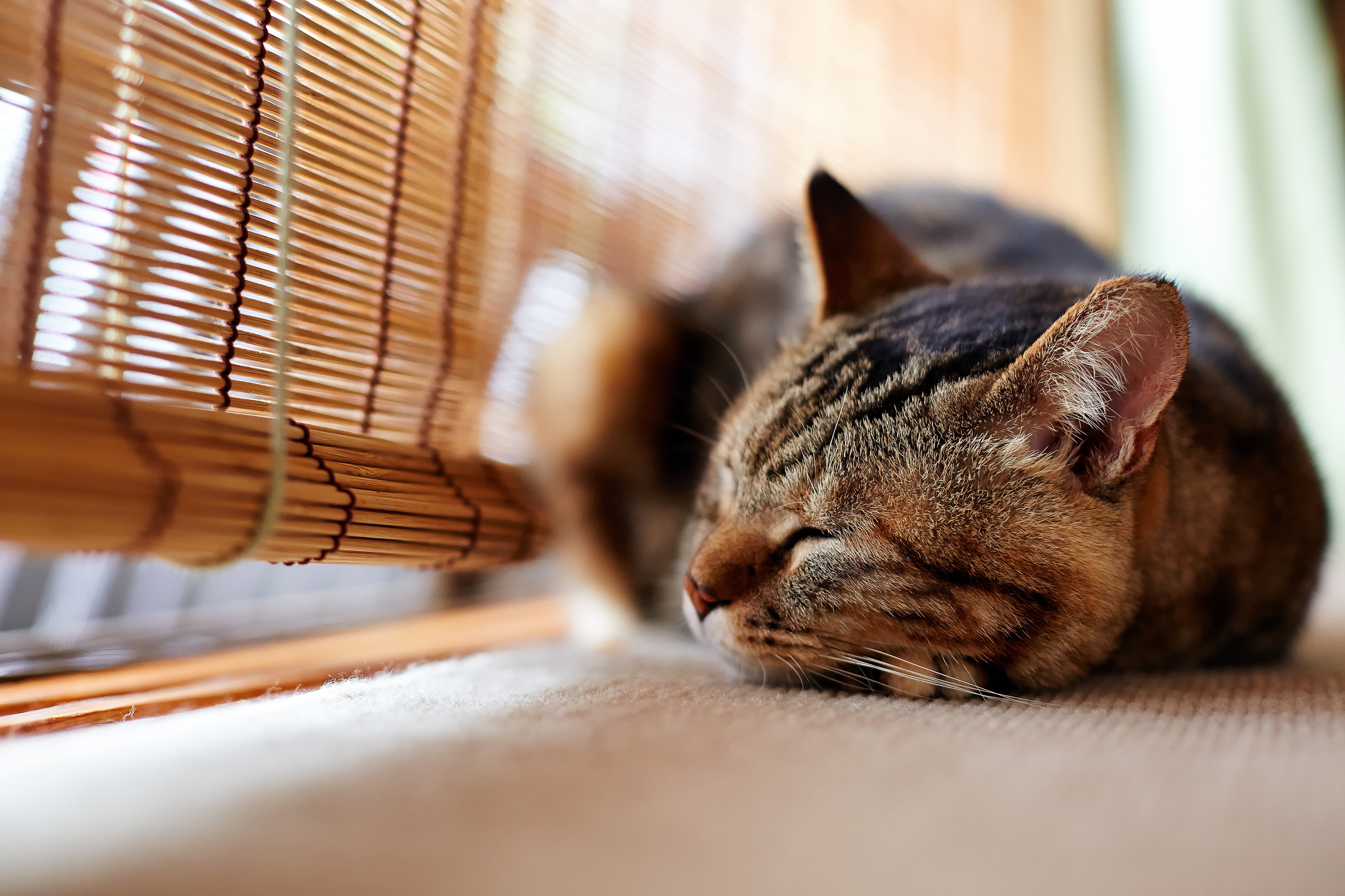 Kasama, Favorite, brown, domestic Cat, blind, domestic Animals, wooden, shallow, photography, near, 猫, window, tabby cat, shi, Shallow focus, cute, Spot, HD Wallpaper