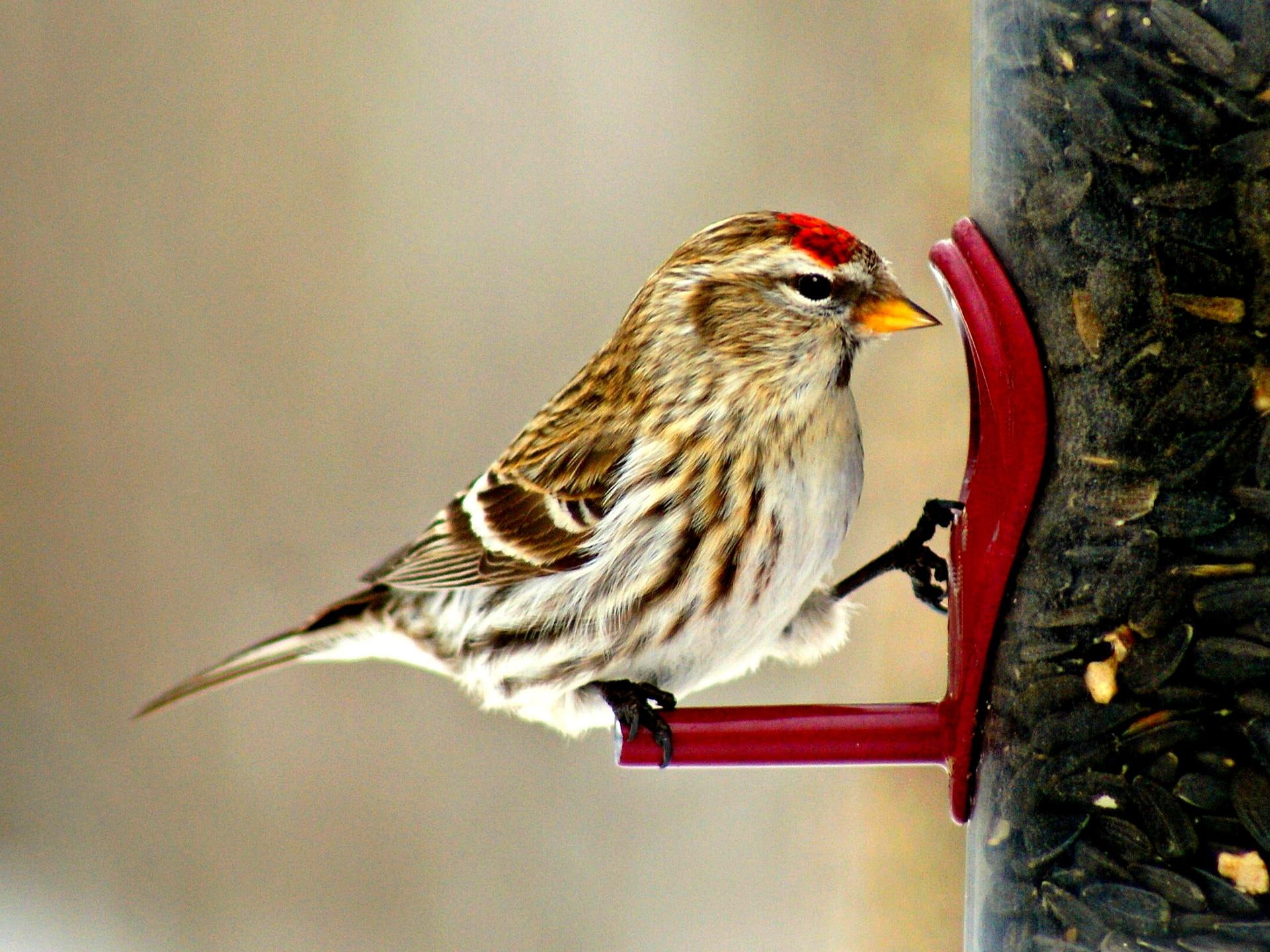 brown, 1080P, bird, common-redpoll, linnet, feeder, white, common, redpoll, HD Wallpaper