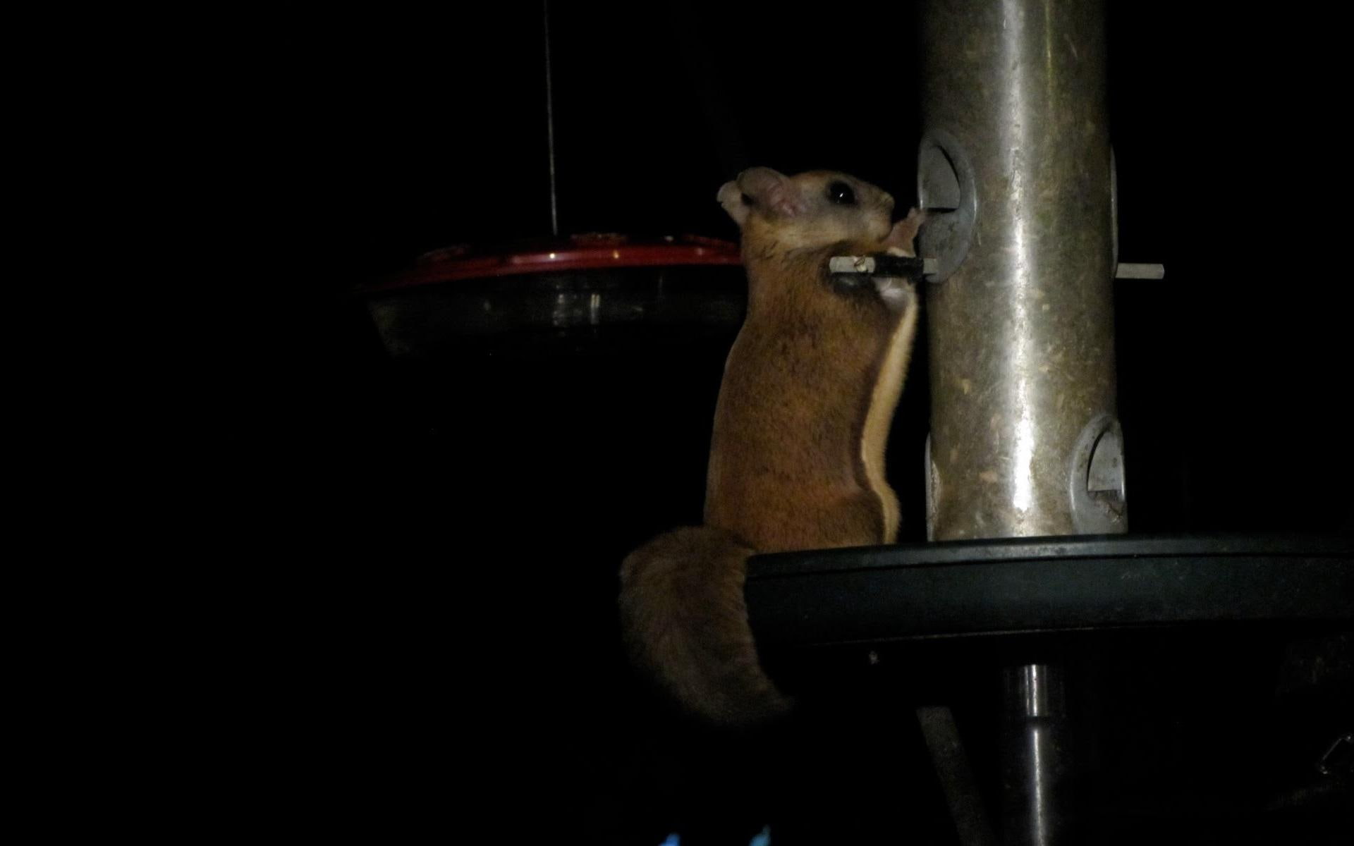 flying, night, cute, nature, 1080P, animals, flying squirrel, feeder, squirrel, HD Wallpaper