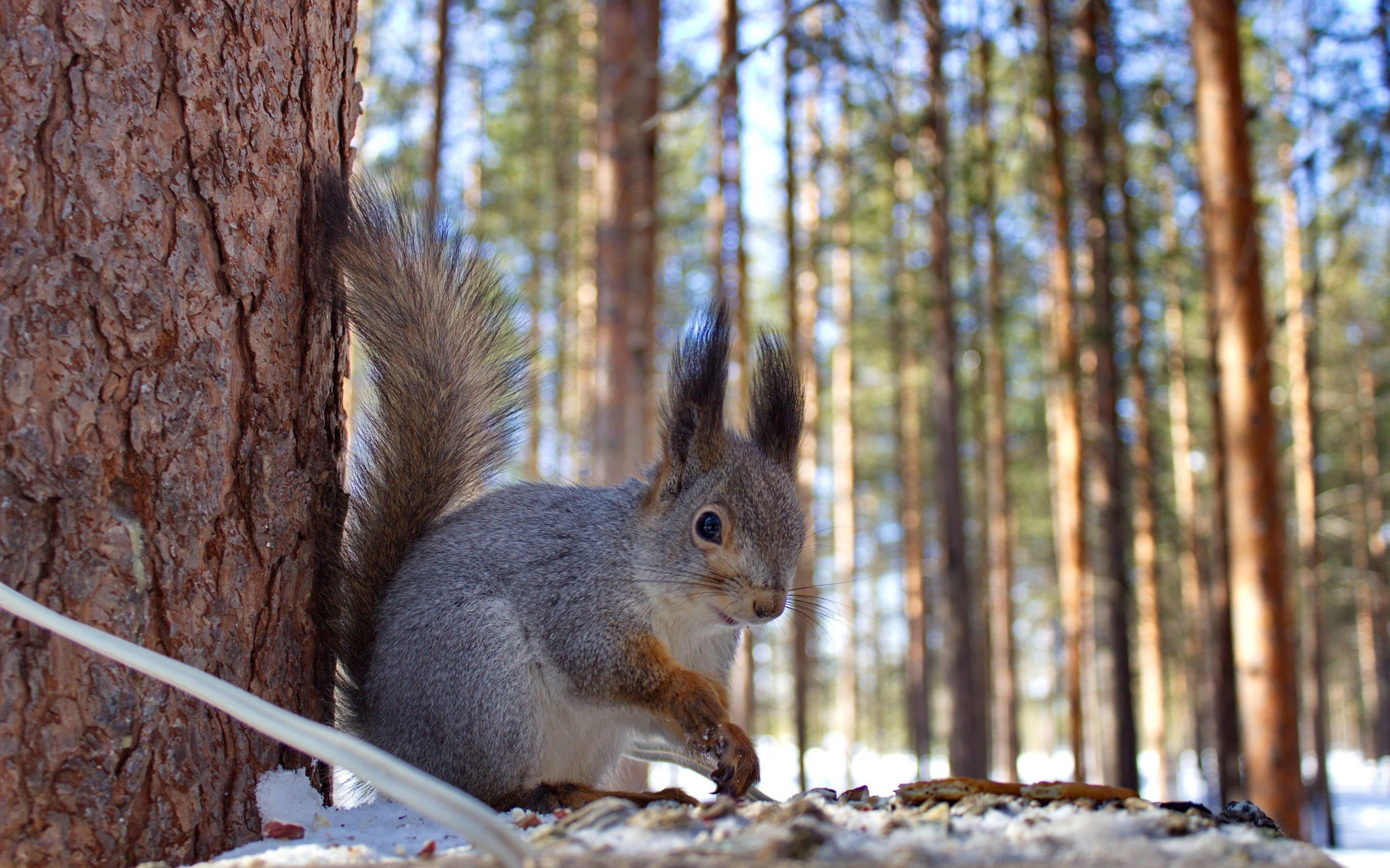 feeders, 2K, Animal, winter, Nature, forest, squirrel, HD Wallpaper