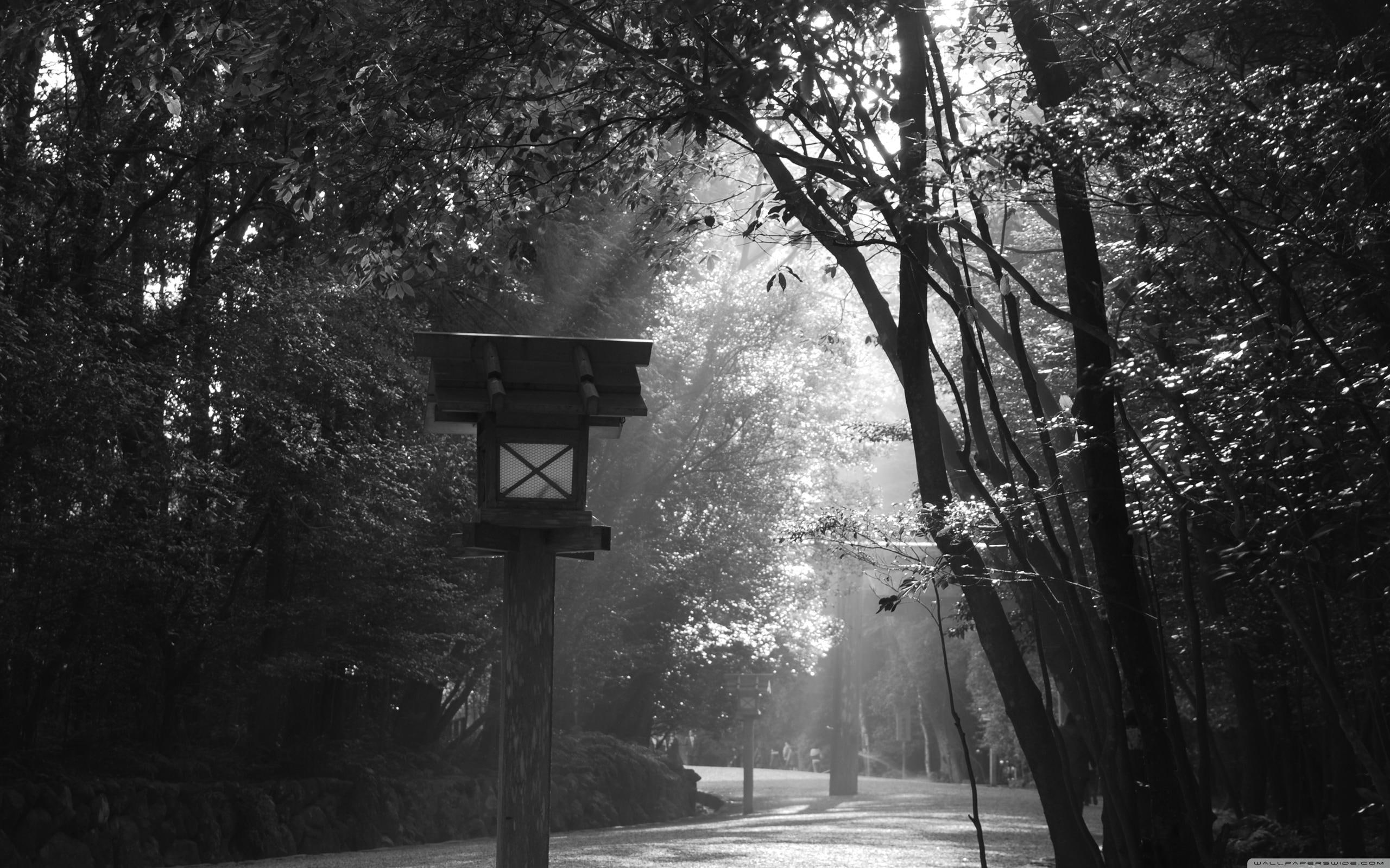 light, white, stand, brown, wooden, post, 3d and abstract, black, feeder, trees, 2K, bird feeder, bird, black and white, path, HD Wallpaper