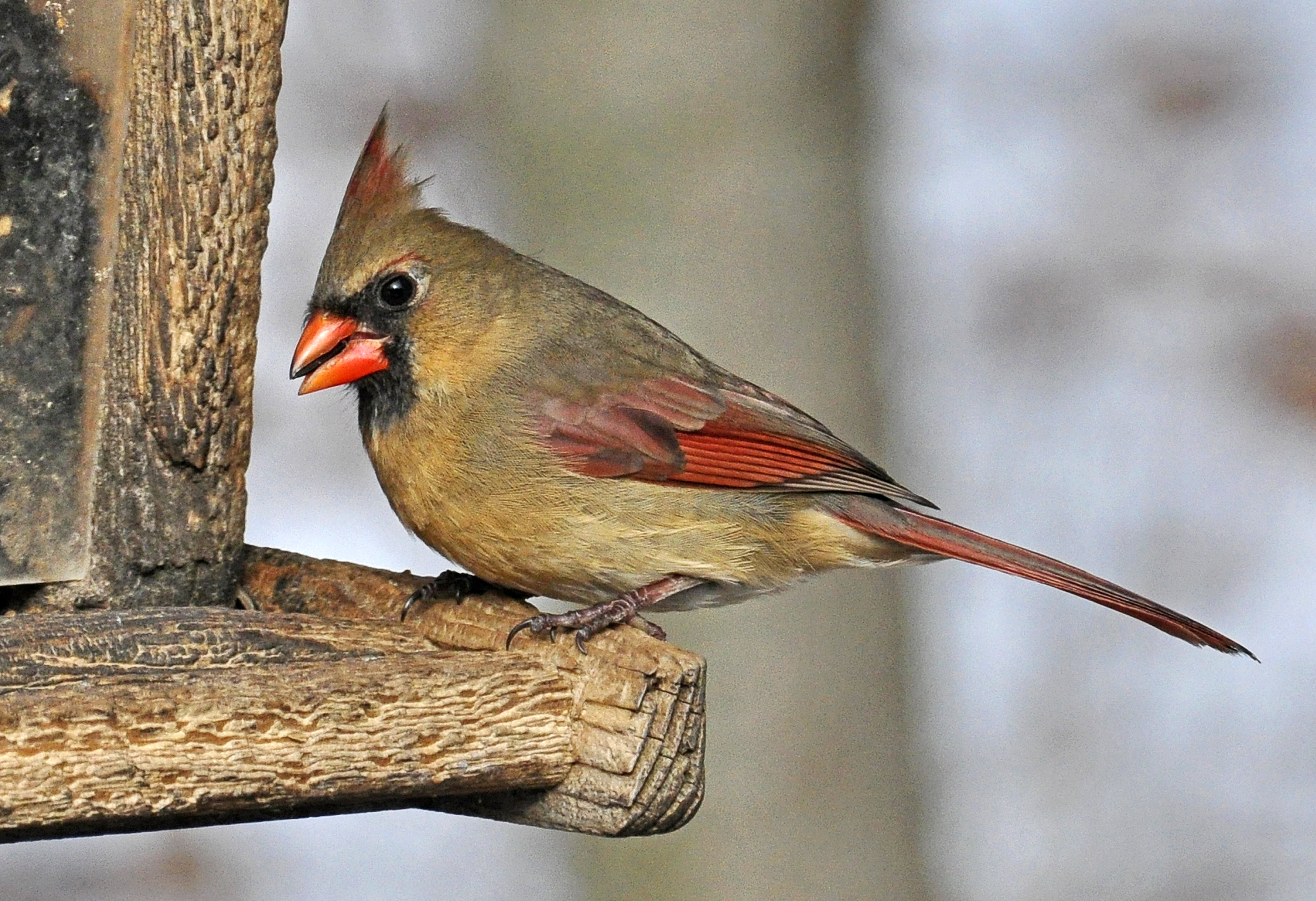 4K, winter, Female, bird Watching, Michigan, nature, beak, bird, wildlife, scenery, tree, Feeder, outdoors, Cardinal, animal, feather, HD Wallpaper