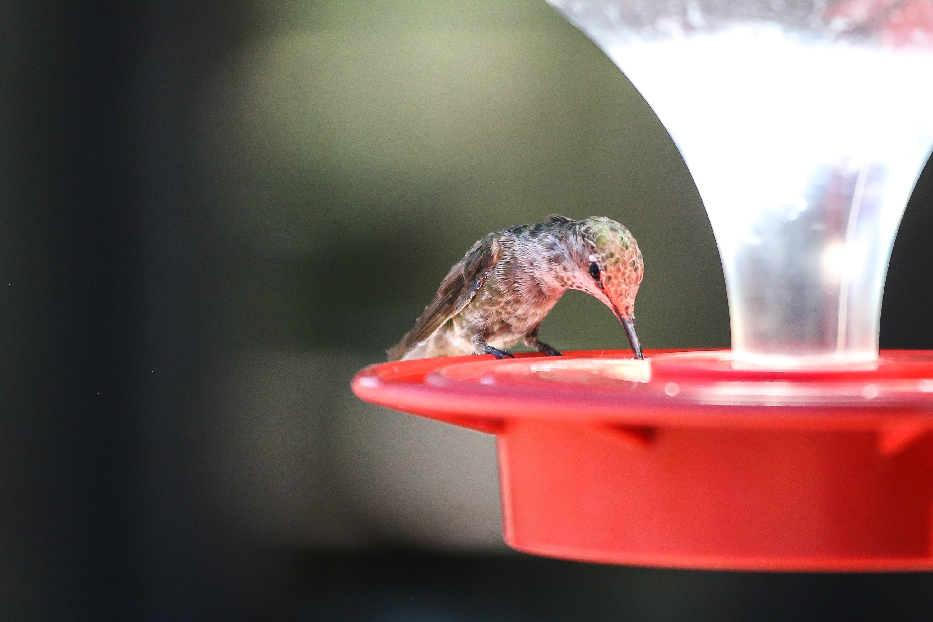 close-up, birds, feathers, hummingbird, feeding, bird, backyard, 2K, wings, no people, animal, sitting, feeder, selective focus, vertebrate, flight, animals in the wild, HD Wallpaper