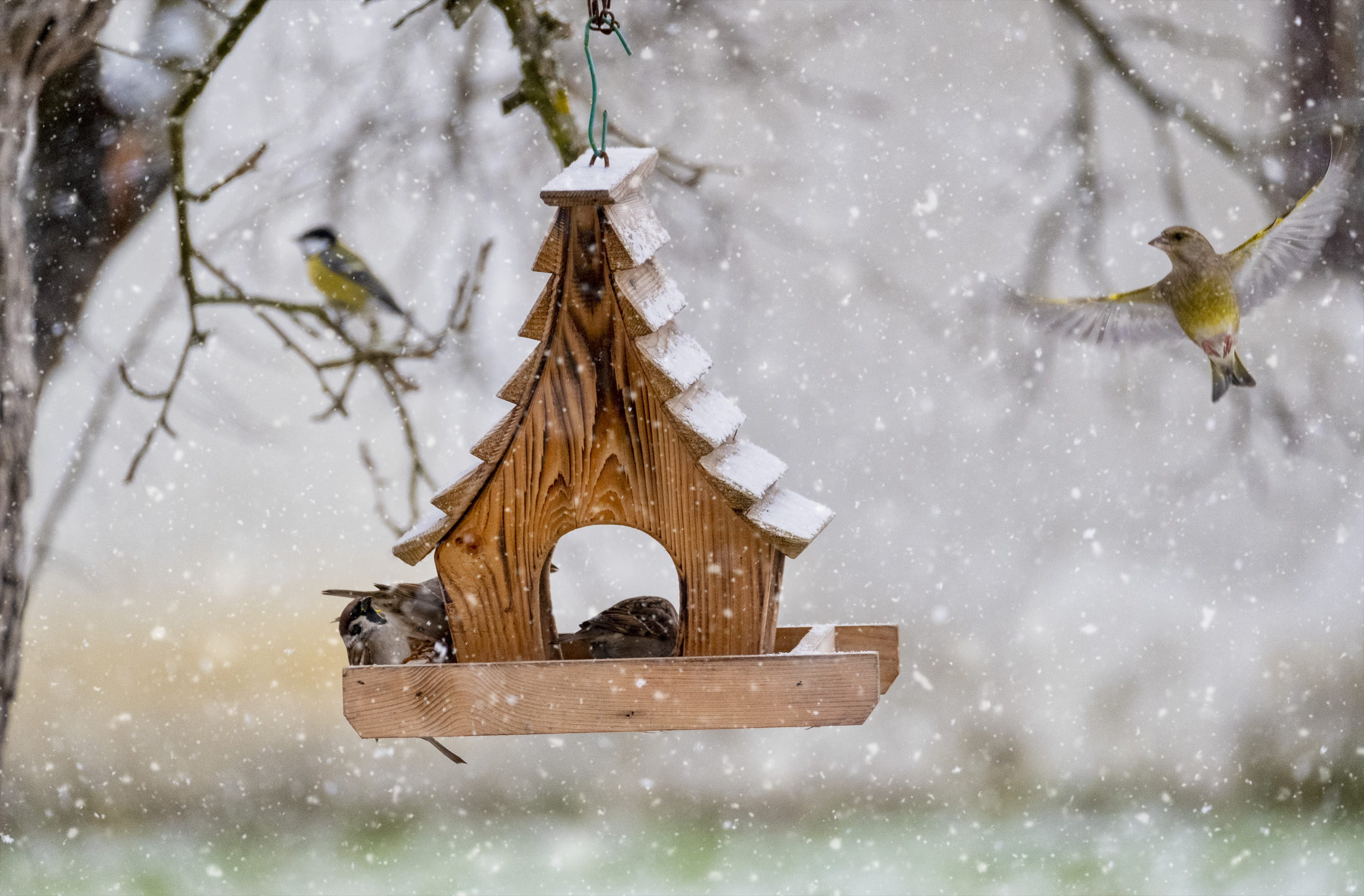 extreme weather, transportation, birdhouse, frozen, animal themes, storm, winter, vehicle, cold temperature, no people, food, tree, countryside, bird feeder, HD Wallpaper