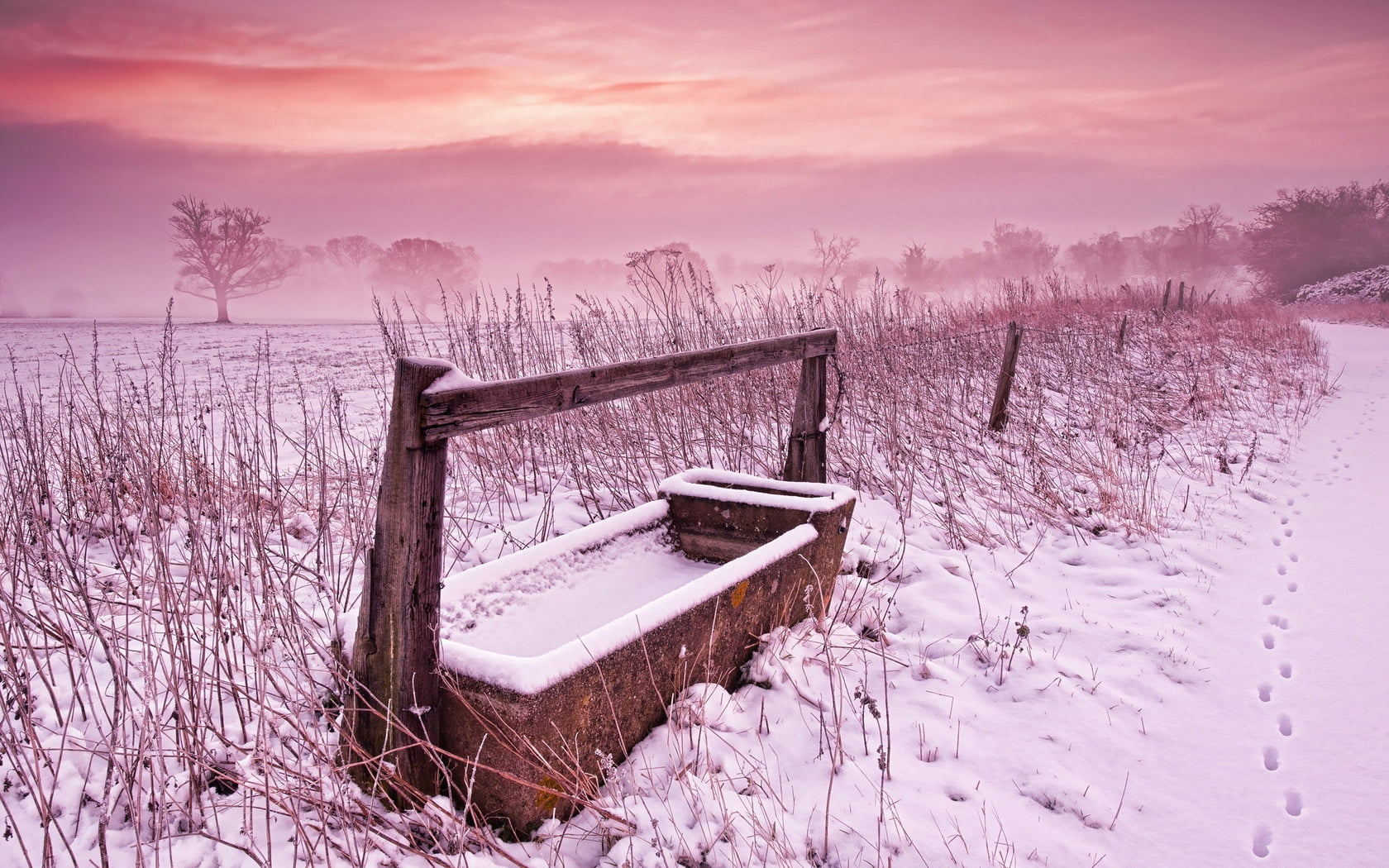 drinking bowl, traces, nature, bare tree, trough, extreme weather, tranquility, 720P, scenics - nature, plant, field, no people, winter, environment, black, HD Wallpaper