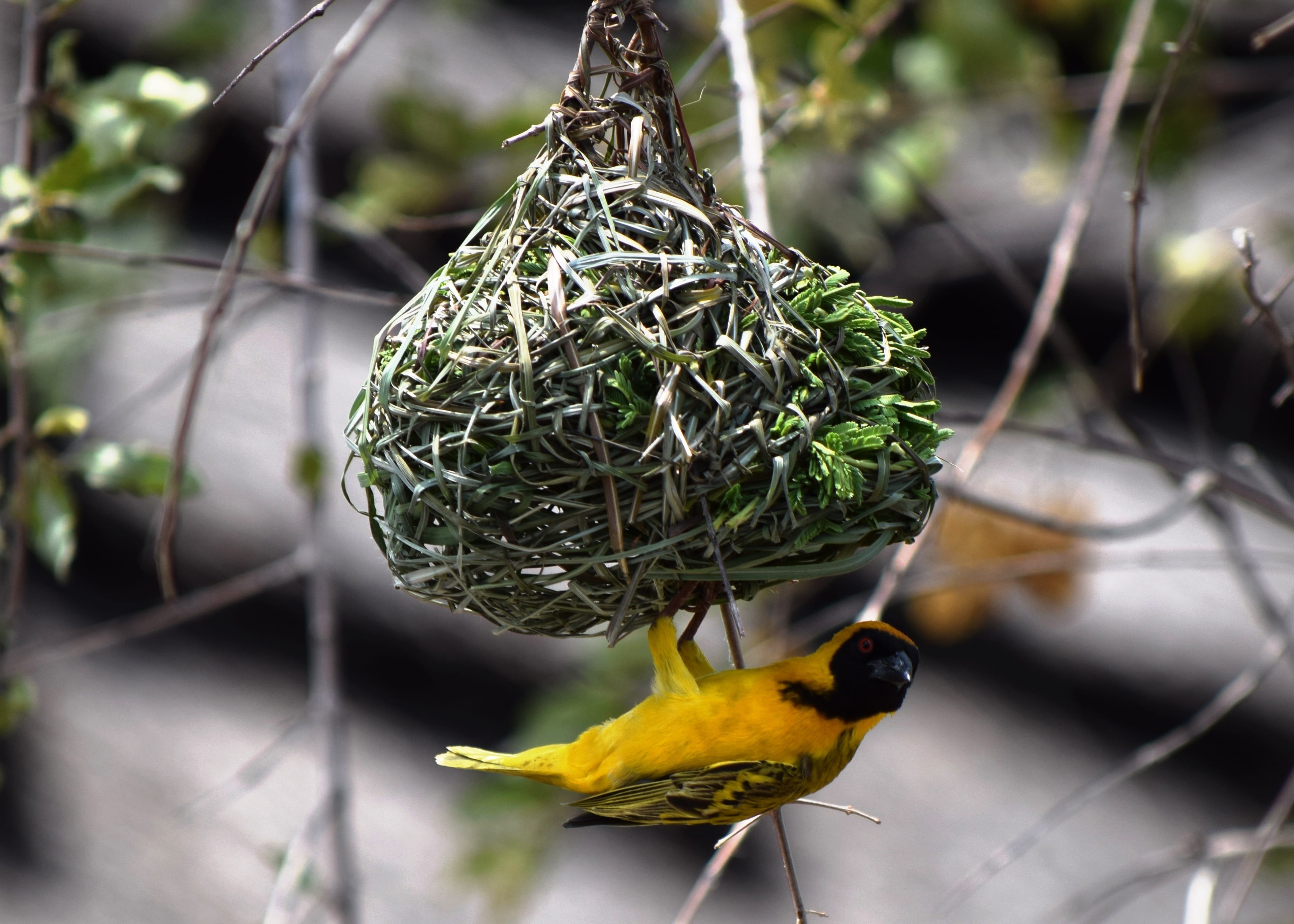 Masked, outdoors, tree, no people, one animal, wildlife, animal, 4K, nest building, Weaver, nature, plant, bird, animals in the wild, perching, bird feeder, HD Wallpaper
