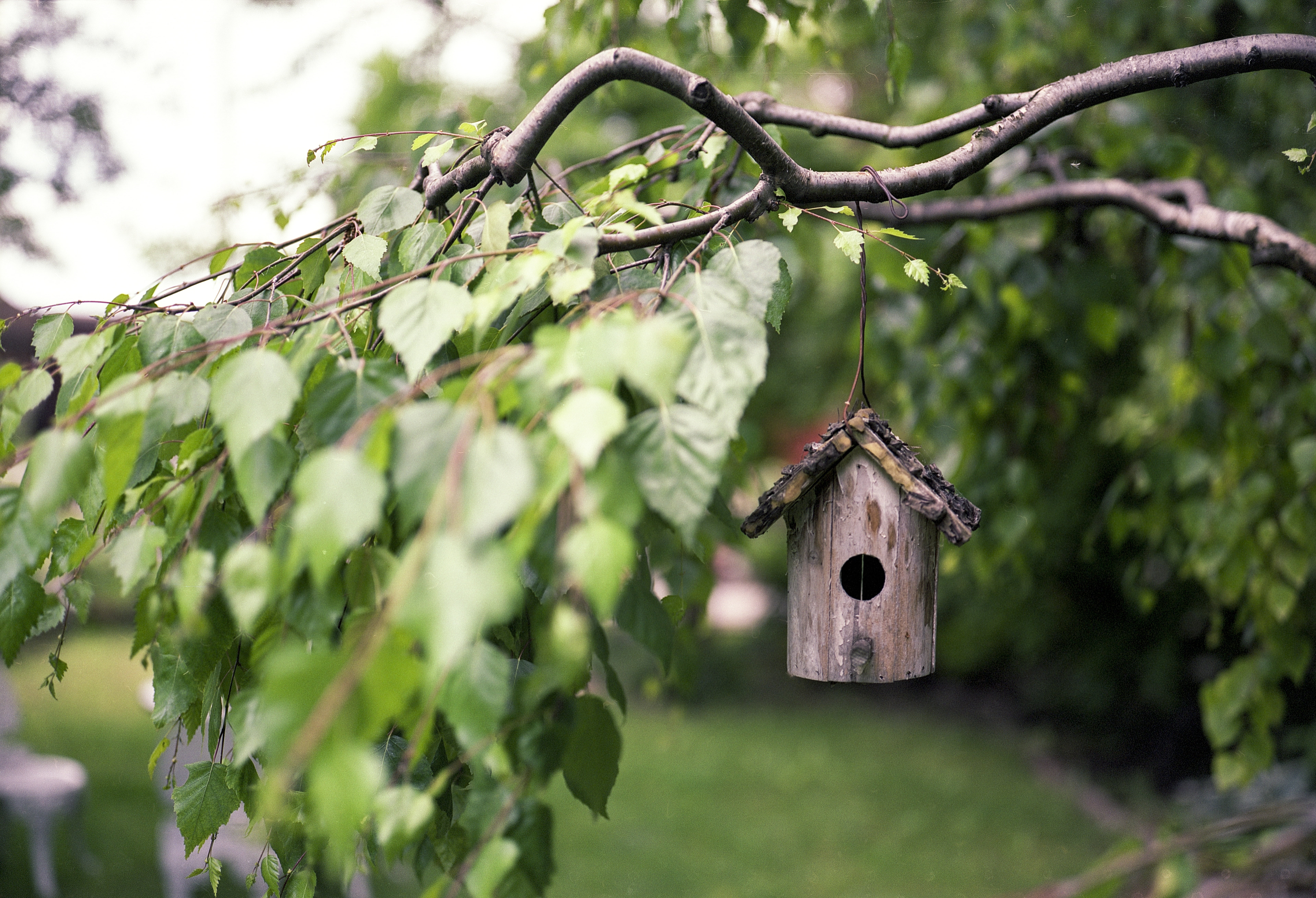 animal themes, white, natural, green color, architecture, house, growth, bird feeder, metal, outdoors, outdoor, focus on foreground, day, birdhouse, feeder, HD Wallpaper